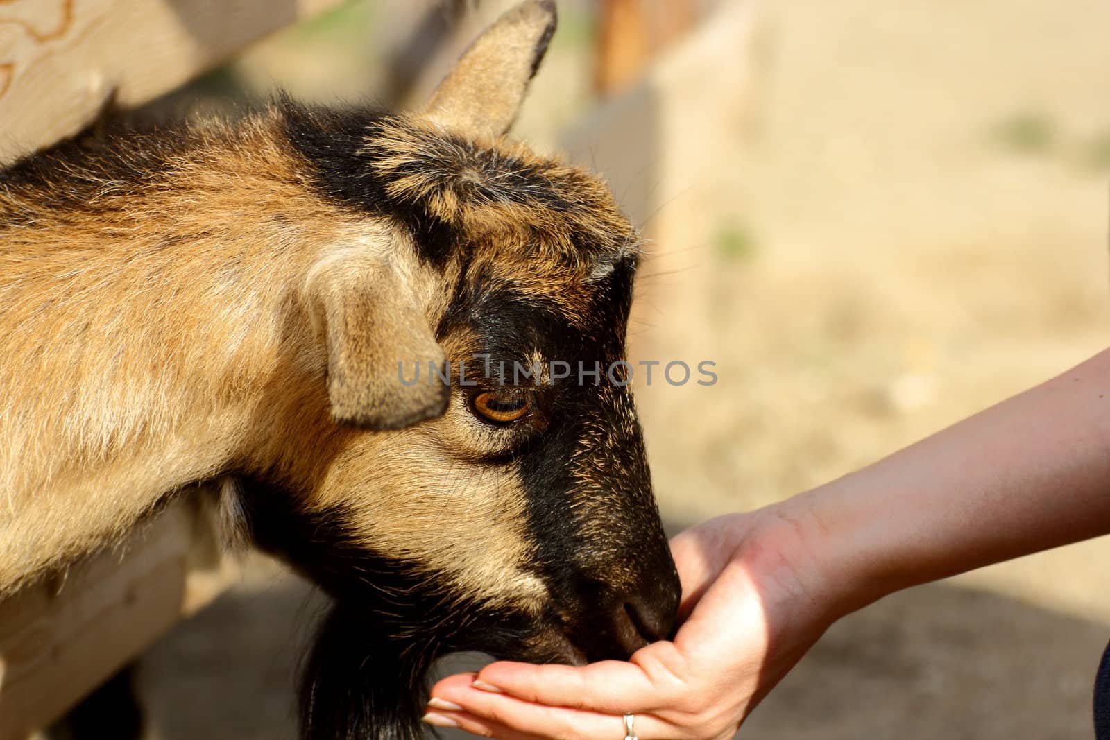 young goat eating from hand at an animal park