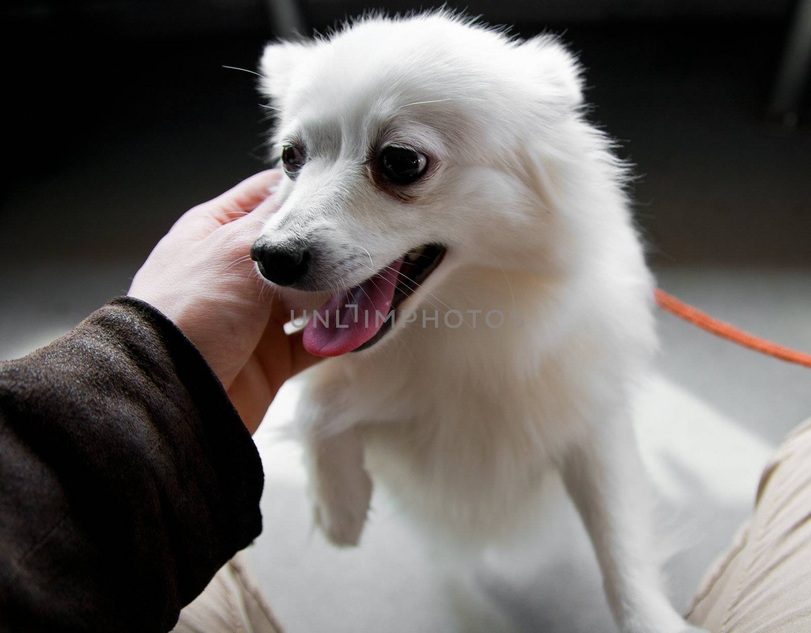 volpino italiano smiling and reaching towards a person