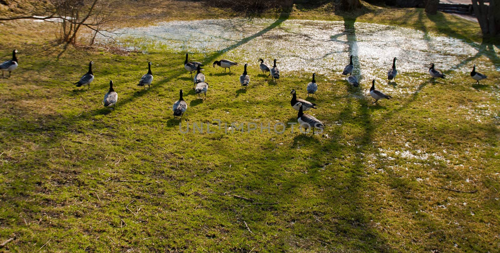 bunch of wild gooses near a pawn