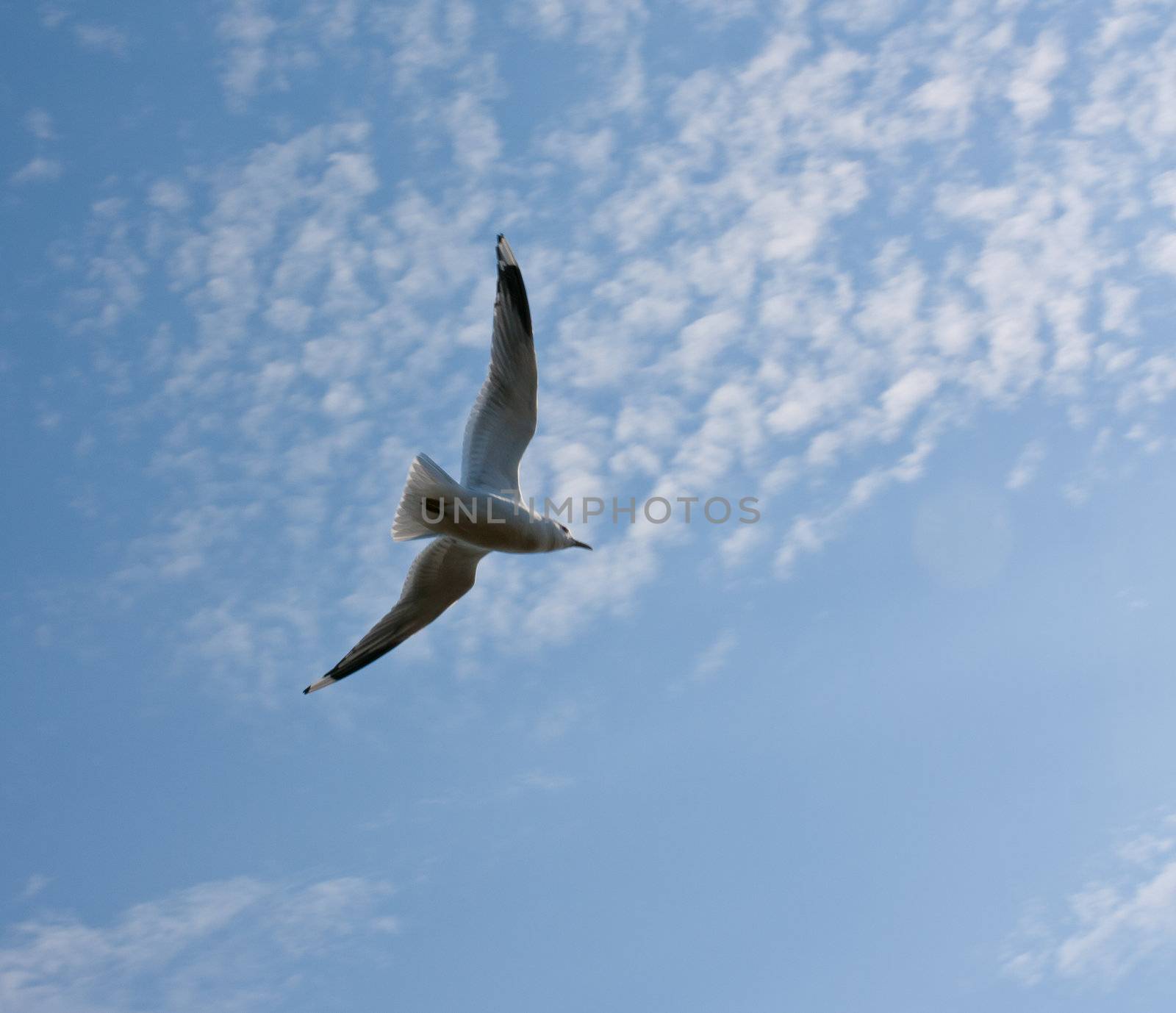 Flying seagul spreading wings