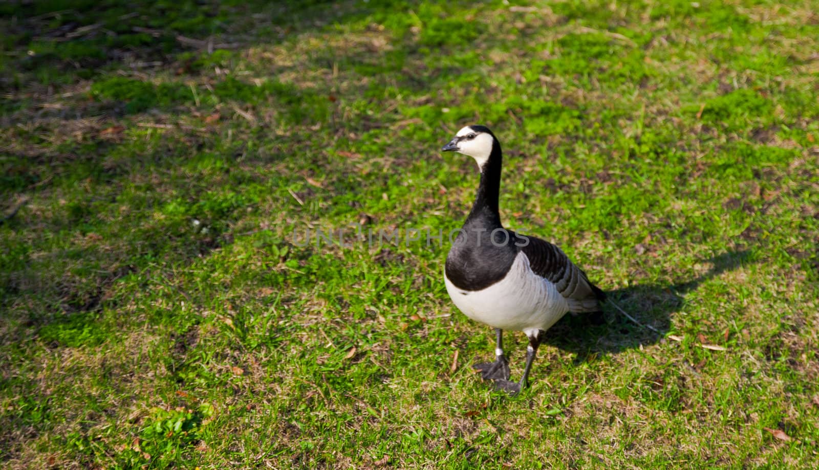 Wild goose on a grass field