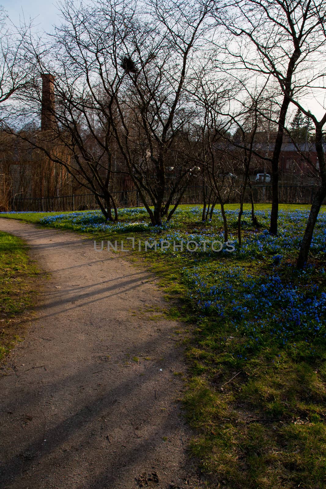 Turning road at a park and nice blue flowers