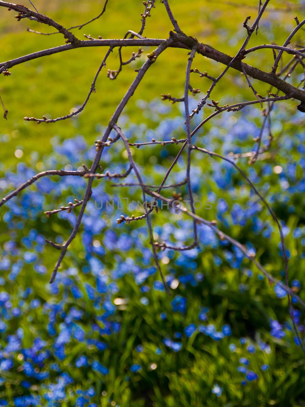 Branch and a grass field with aqua flowers