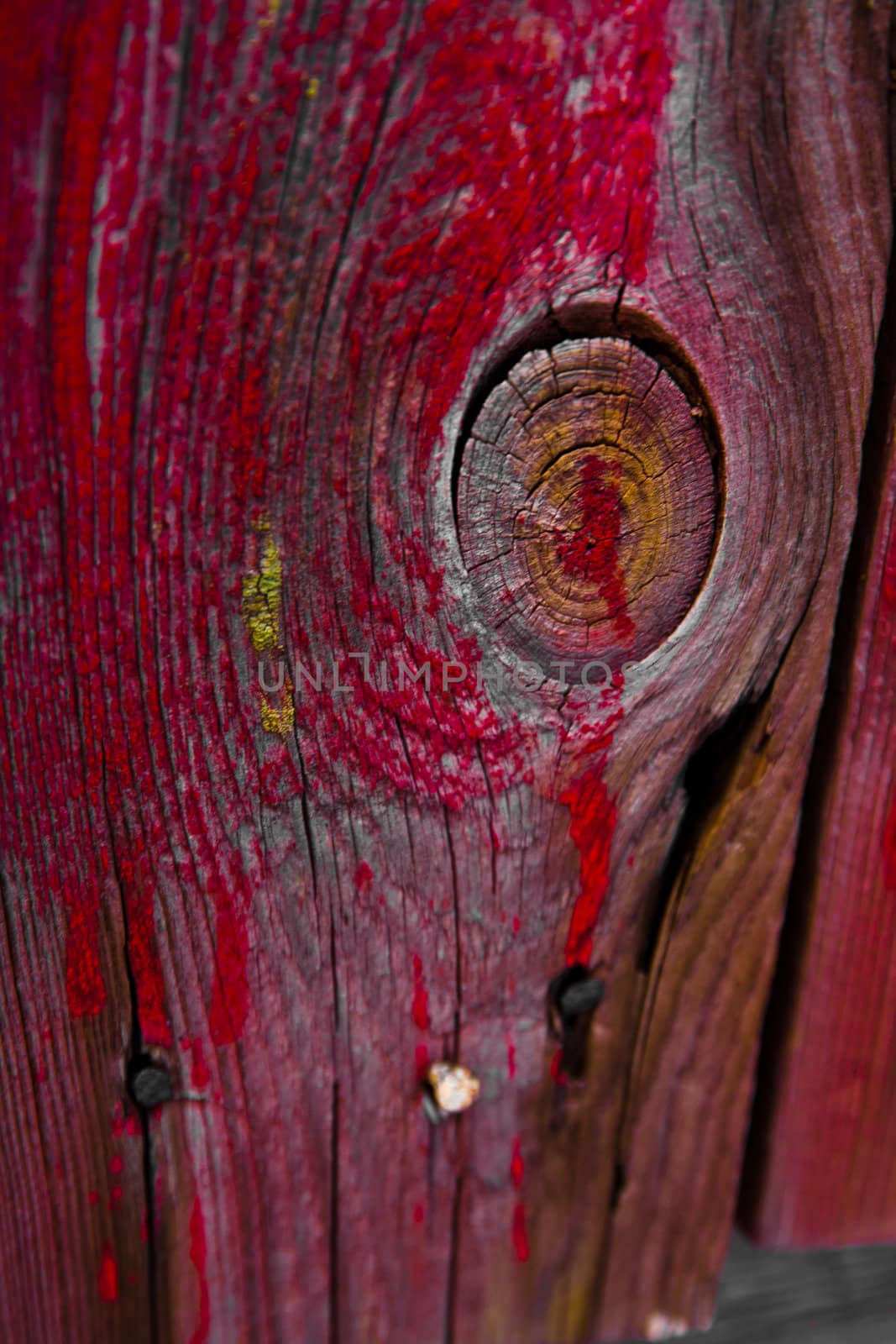 Red wood by ugibugi