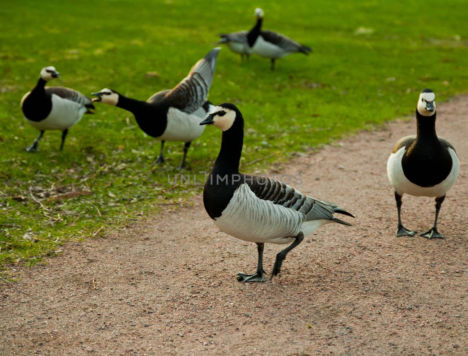 wild gooses by ugibugi