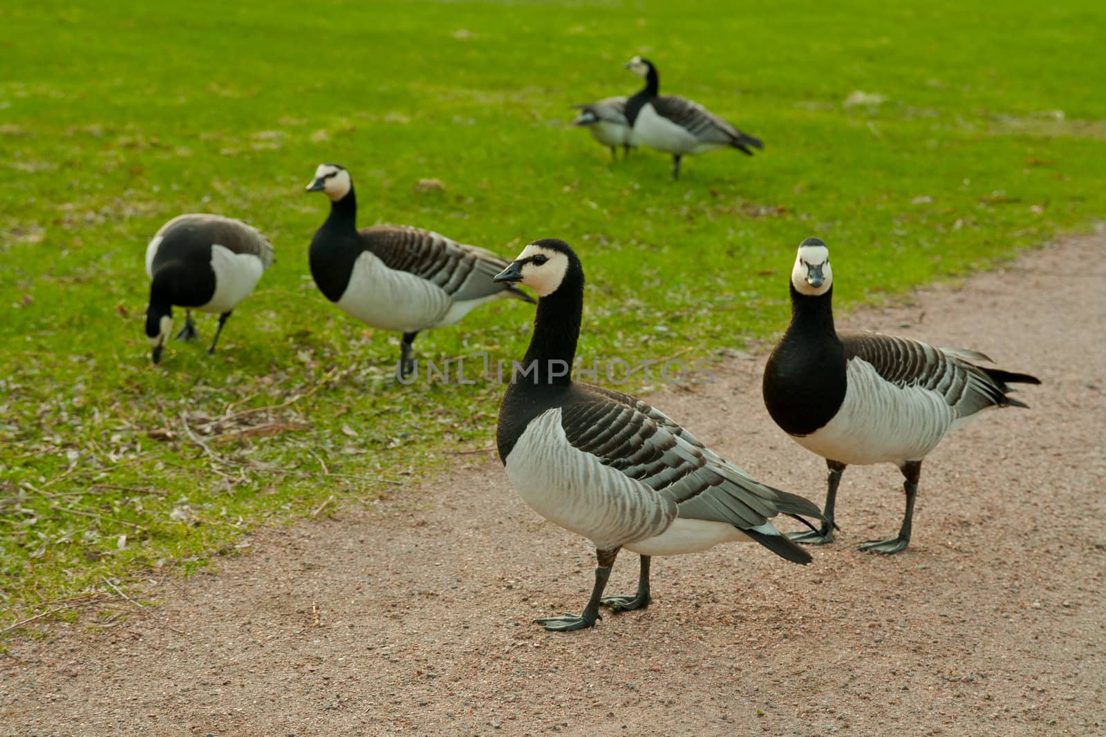 wild gooses playing around on a park