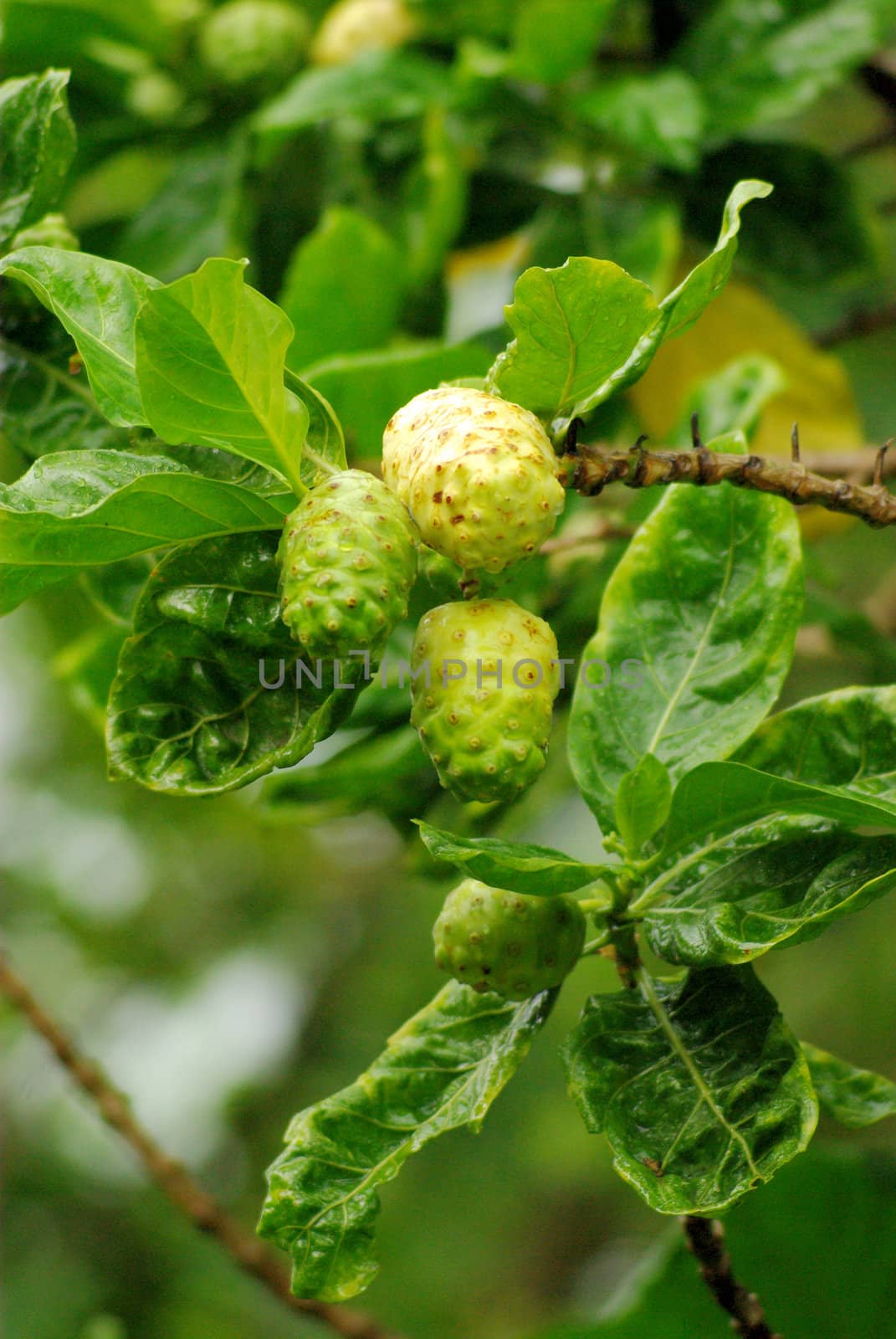 Noni on tree, Morinda citrifolia Linn