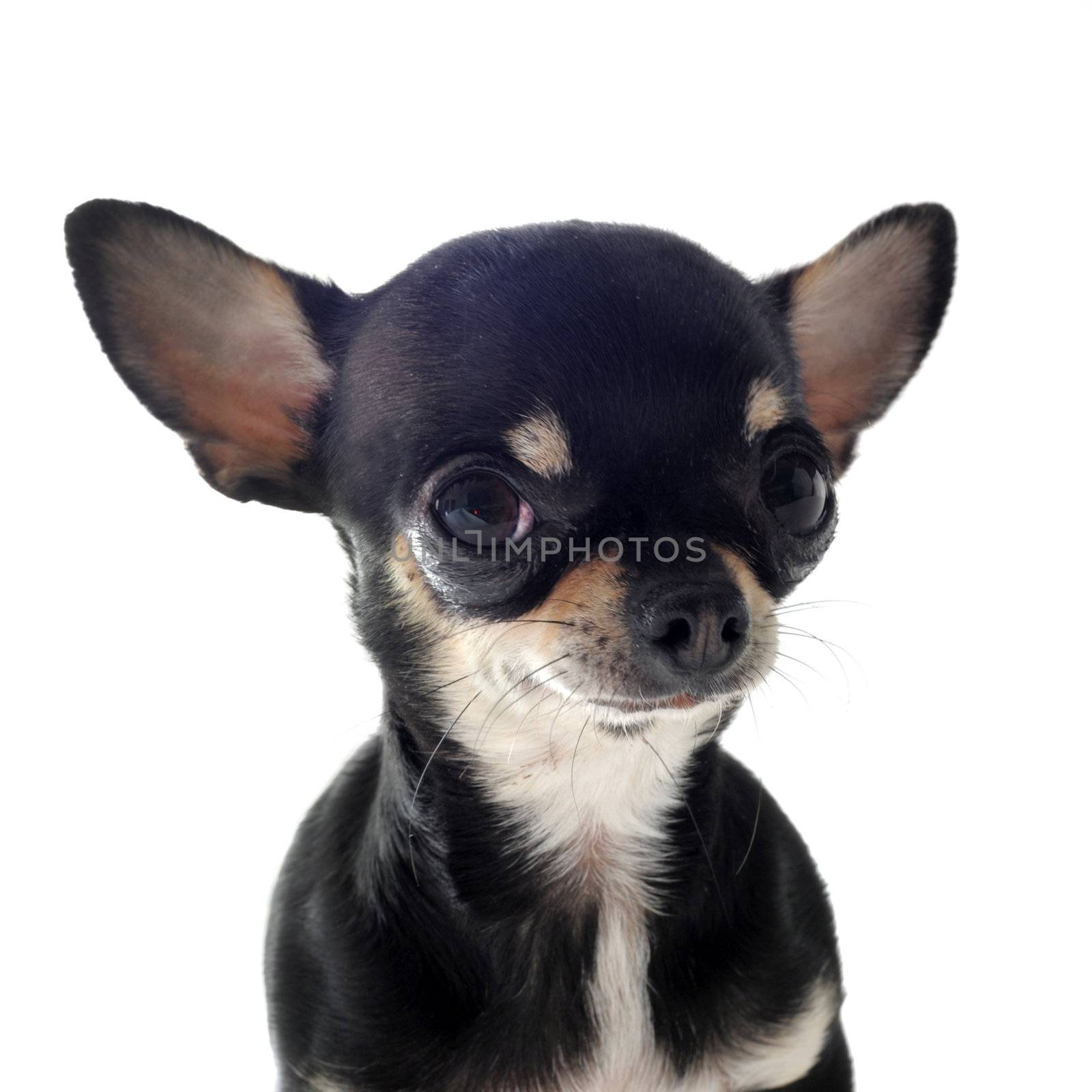 portrait of a cute purebred  puppy chihuahua in front of white background