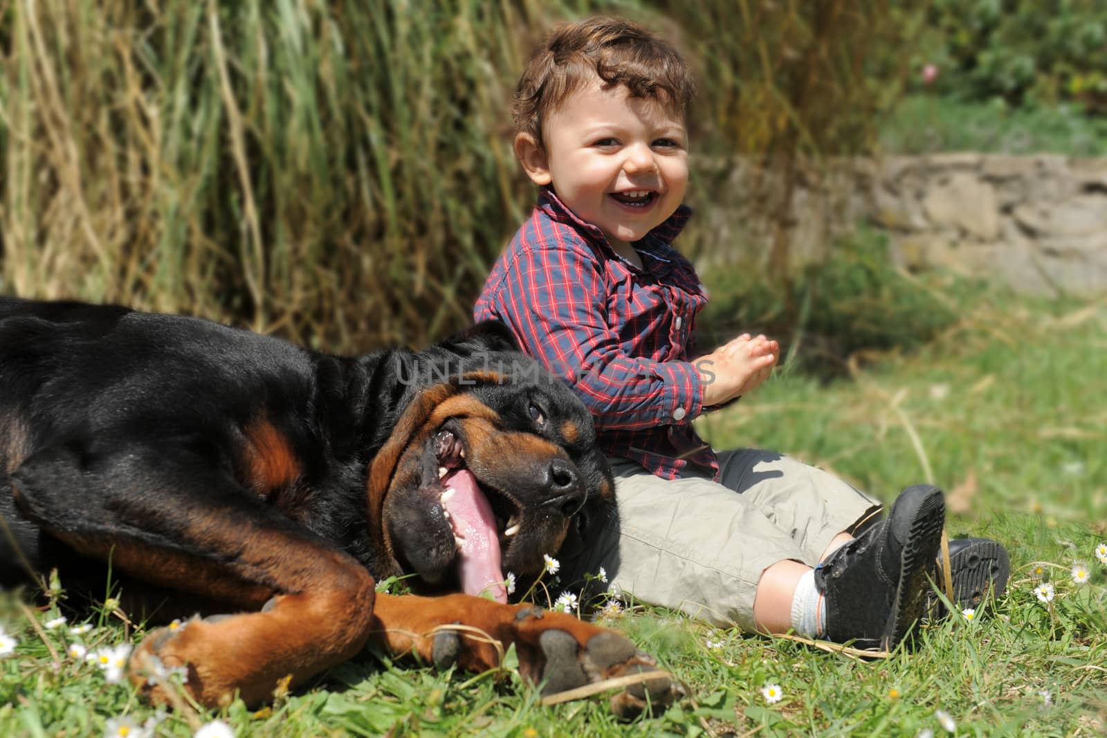 rottweiler and child by cynoclub