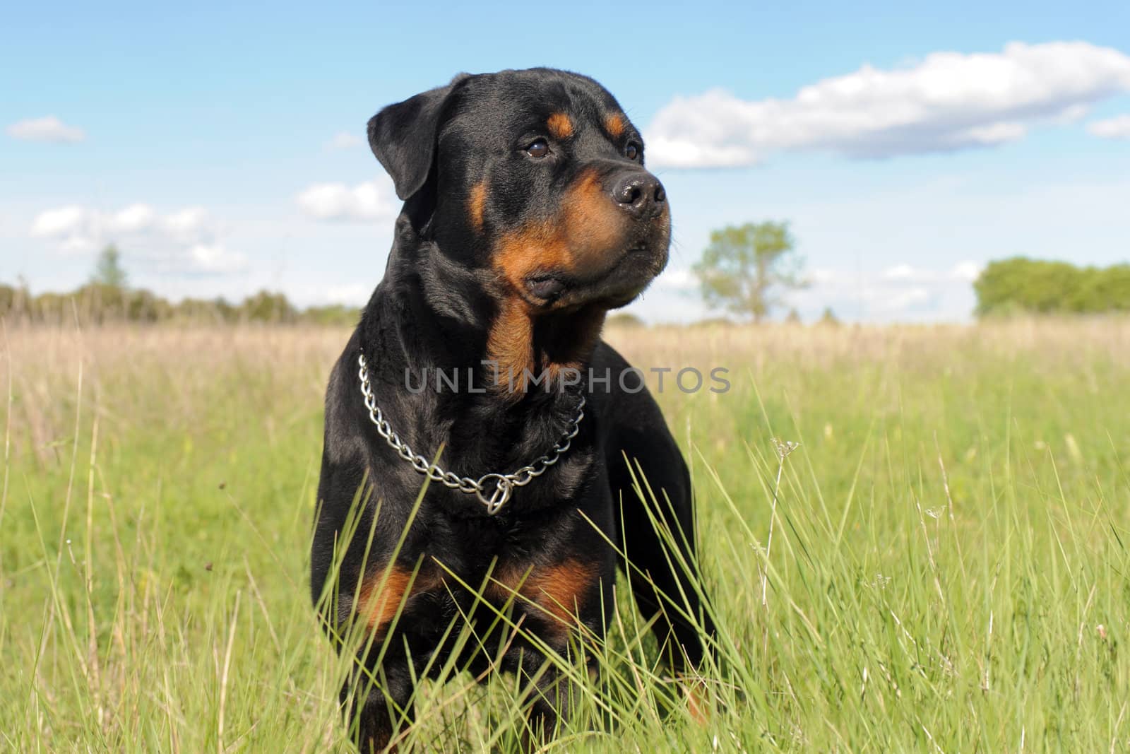 rottweiler by cynoclub