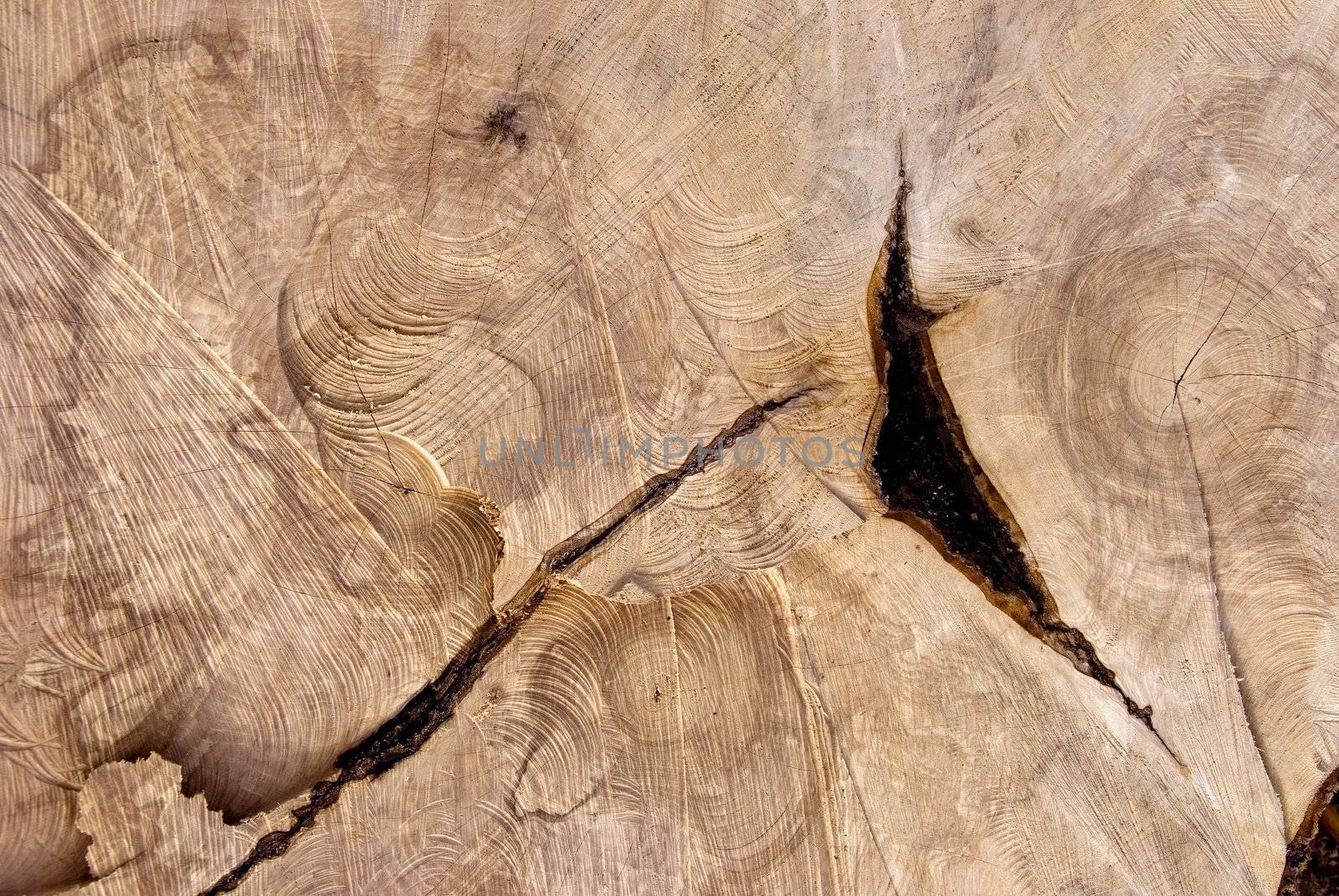 Cutting texture of old tree. by sauletas