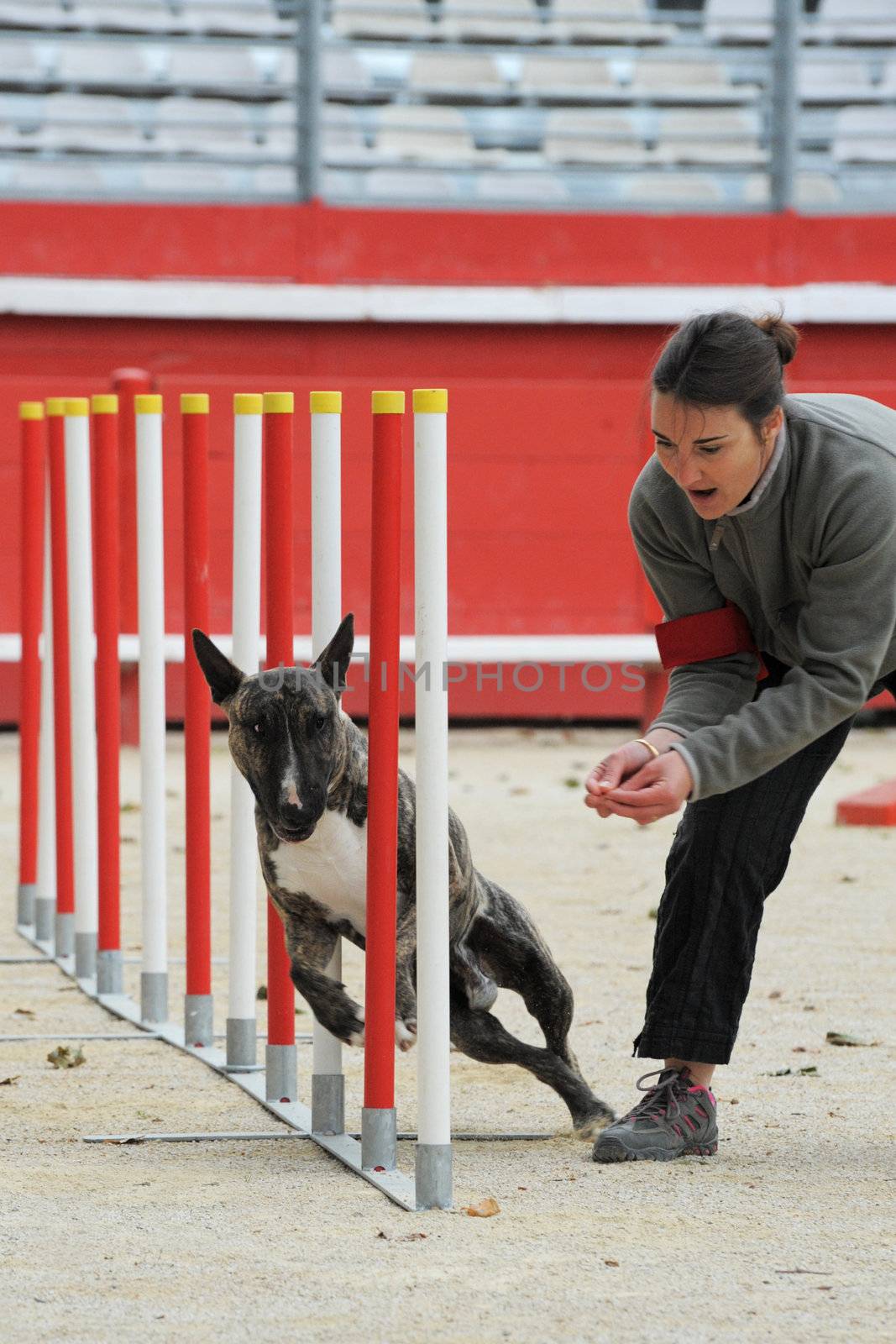 purebred running bull terrier in a competition of agility with his owner