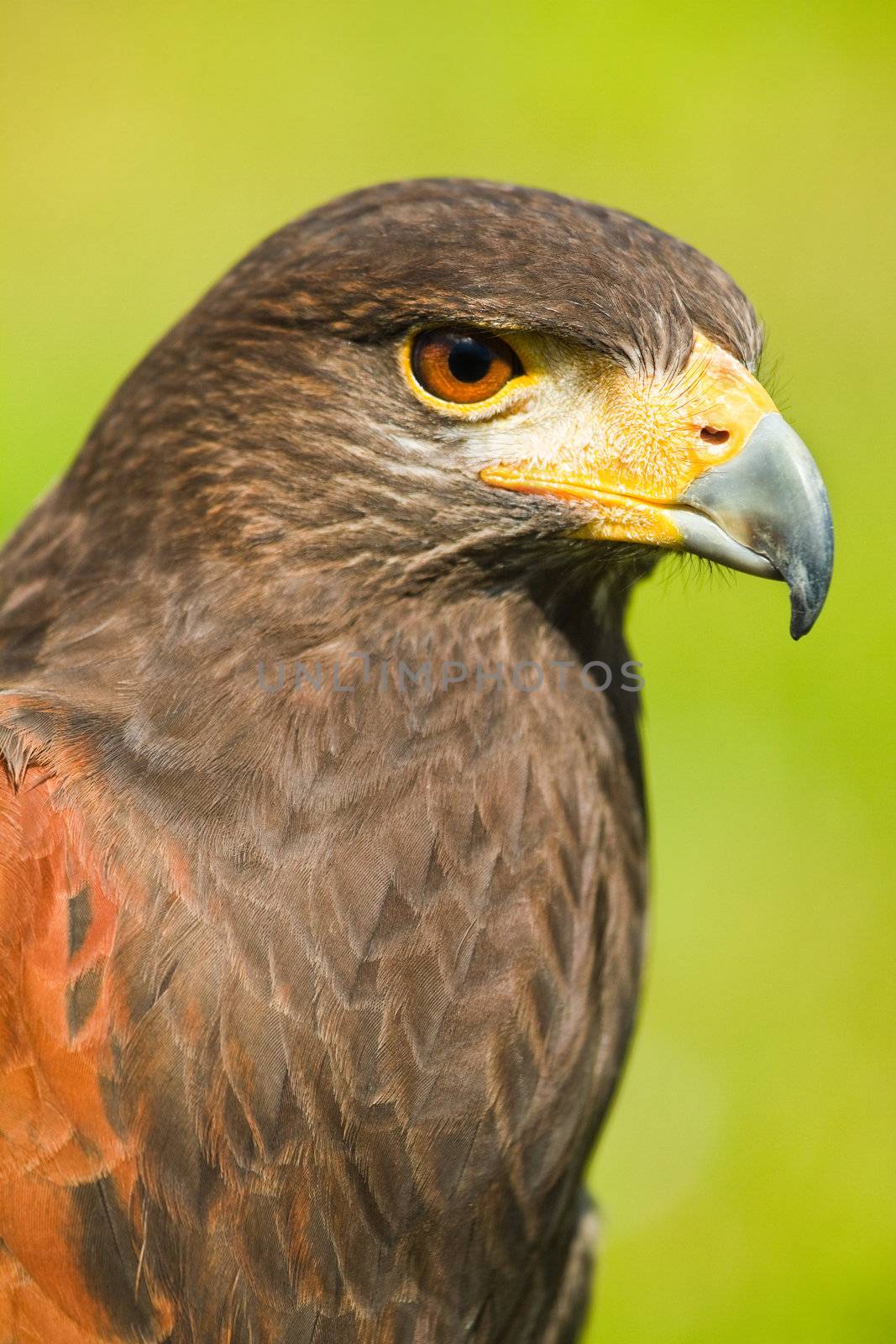 Head of Harris Hawk or Parabuteo unicinctus in side angle view - also called Dusty- or Baywinged hawk