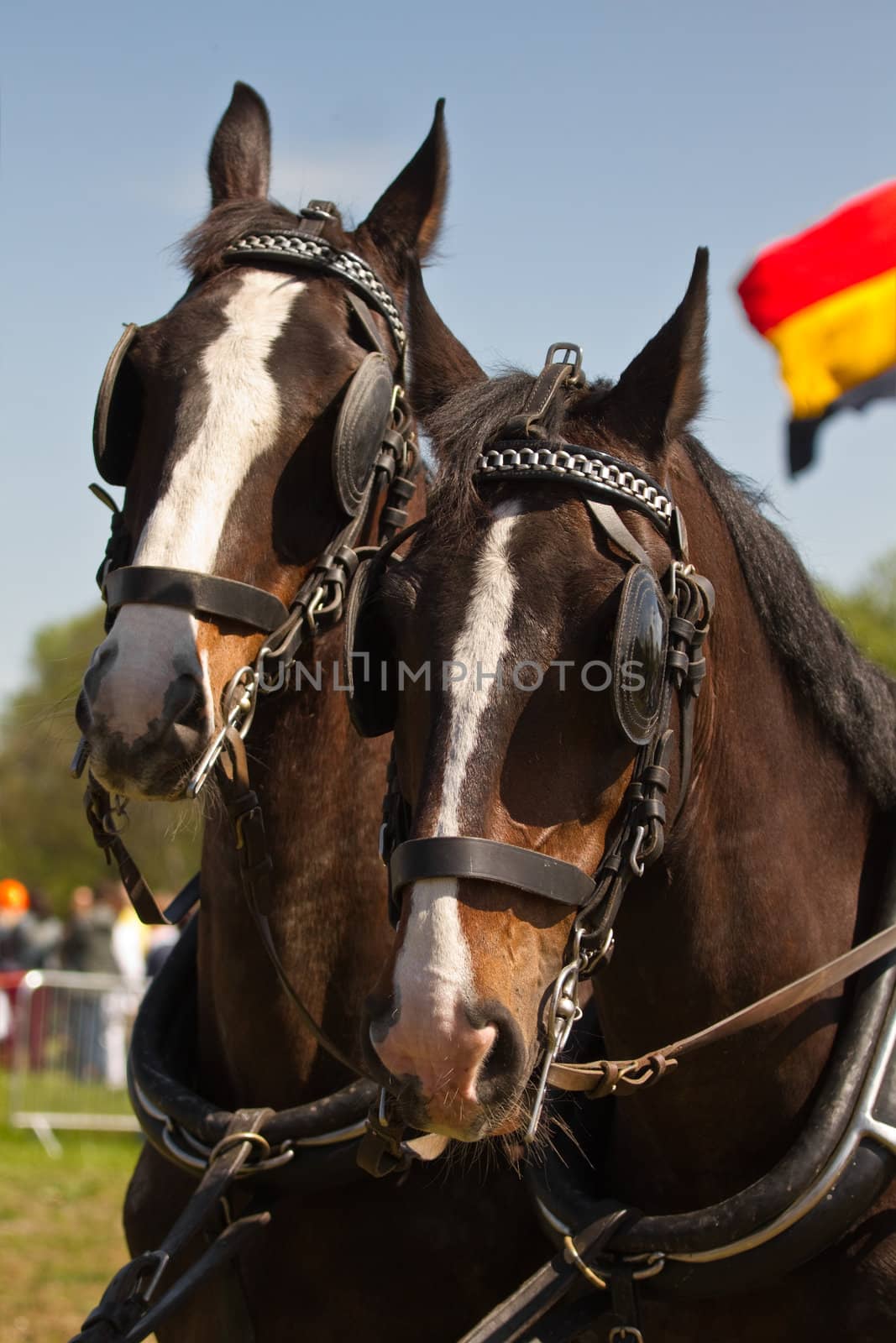 Two dark brown draught-horses with blinkers for couch on sunny day at festival