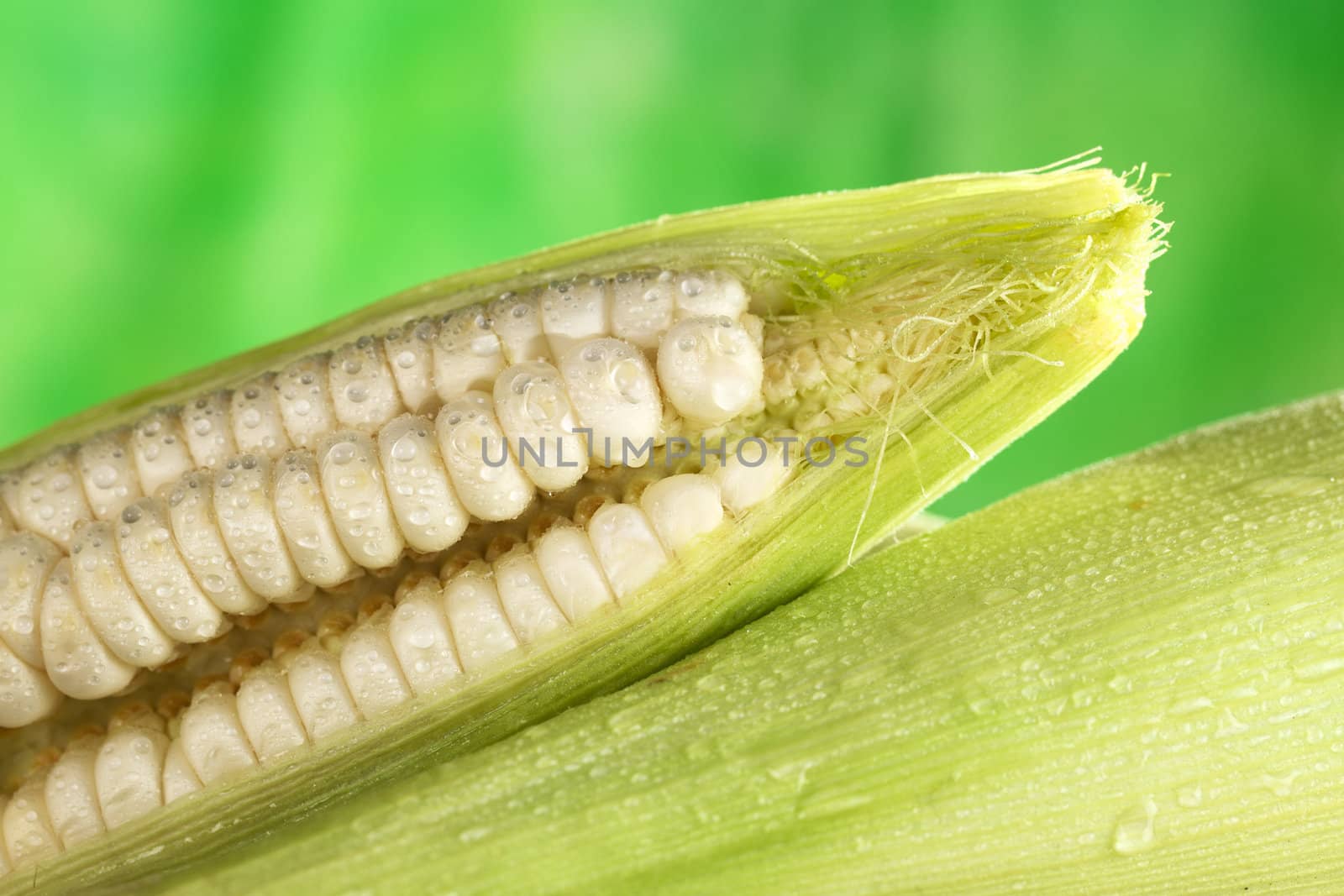 Fresh raw white sweet corncob sprinkled with water (Selective Focus, Focus on the front of the open corncob)