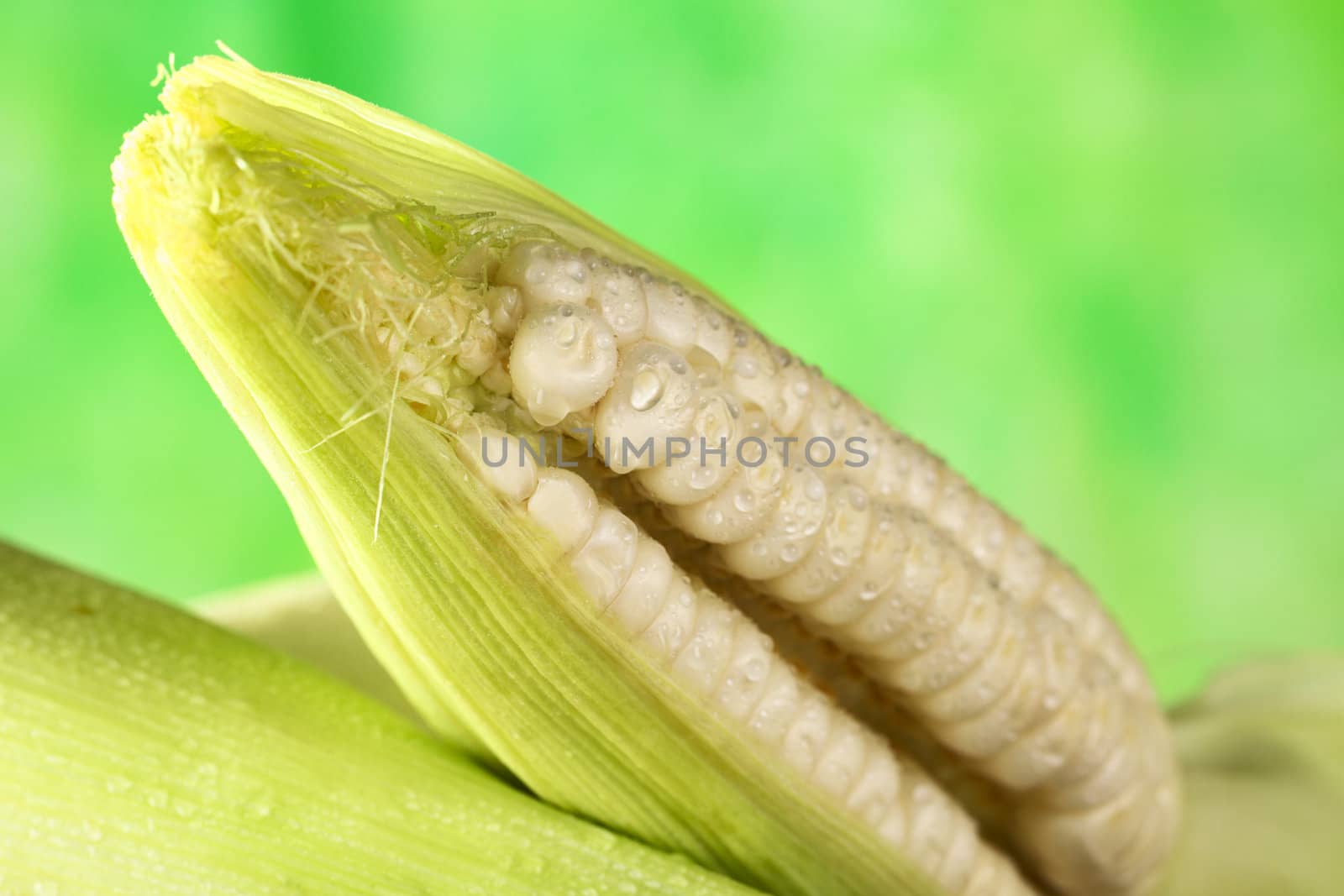 Fresh raw white sweet corncob sprinkled with water (Selective Focus, Focus on the front upper part of the open corncob)
