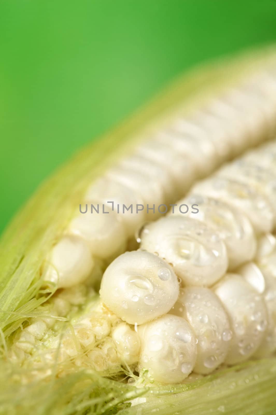 Fresh raw white sweet corncob sprinkled with water (Selective Focus, Focus on the first two corn kernels)