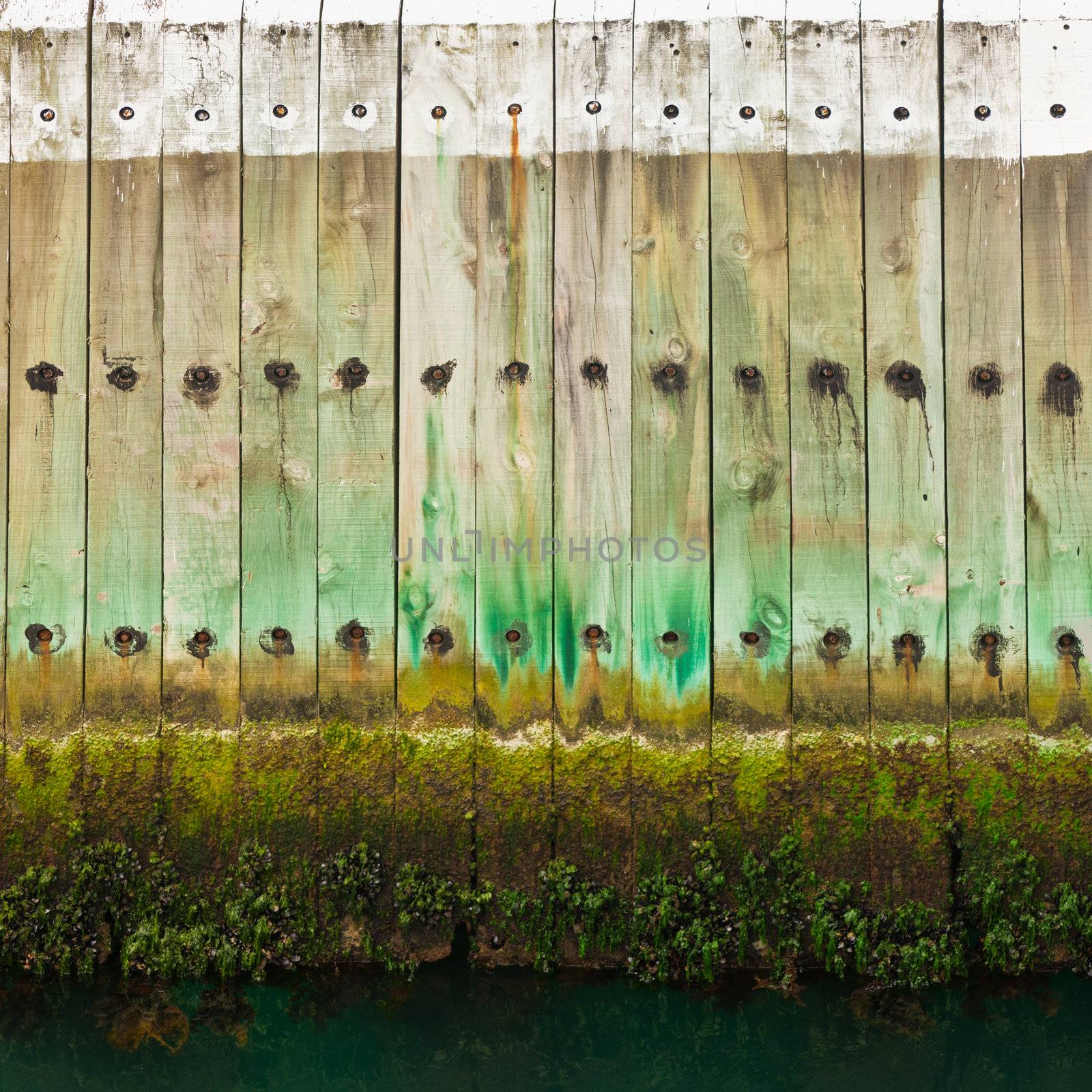Old wooden pier wall with a tidal waterline and seaweed growth at the bottom