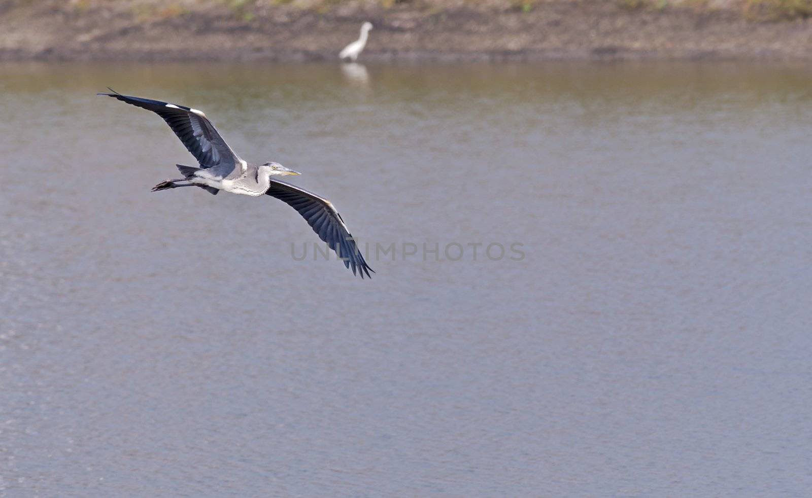 Grey Heron Bird in flight. Gliding over water. Landing near the edge of a large fishing pond with it's both wings spread