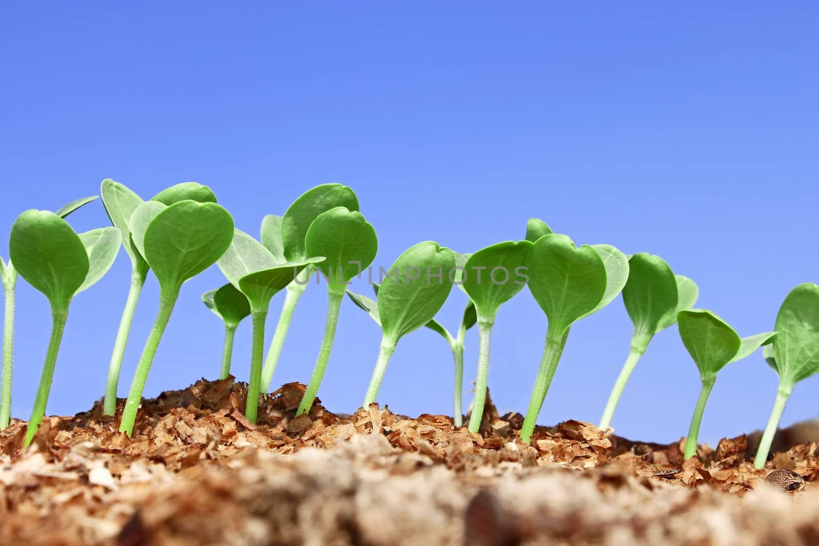 Small watermelon seedling against blue sky by qiiip