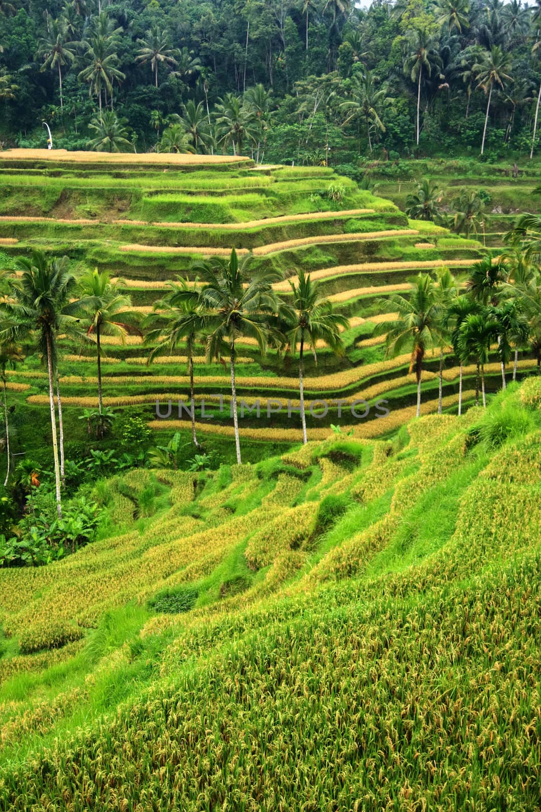 Rice field irrigation
