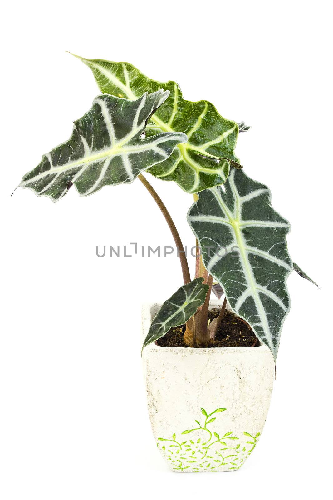 Alocasia.Isolated flower in pot.  by miradrozdowski