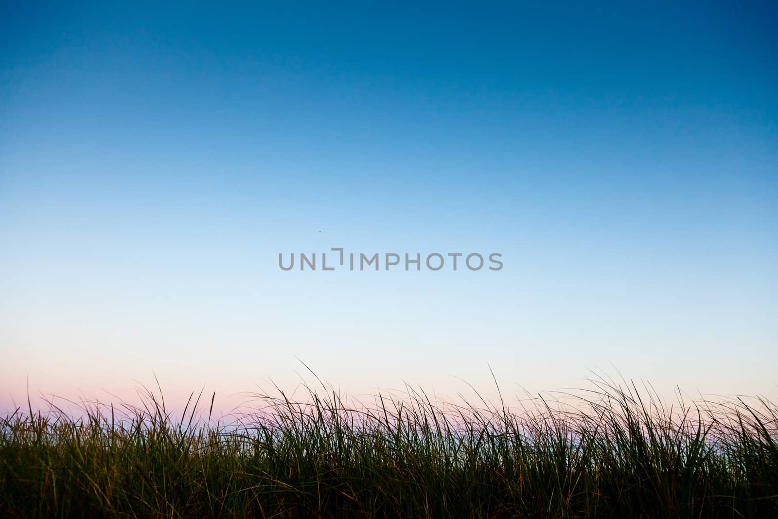 Long grass in silhouette with room for text