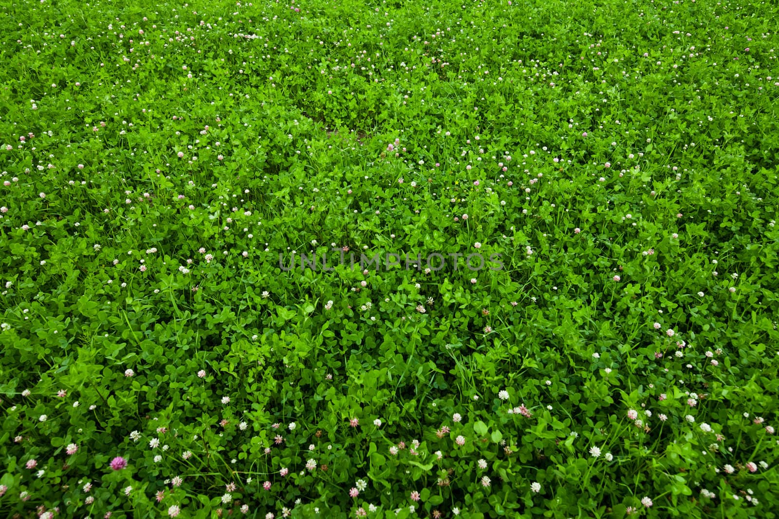 Texture overgrown clover