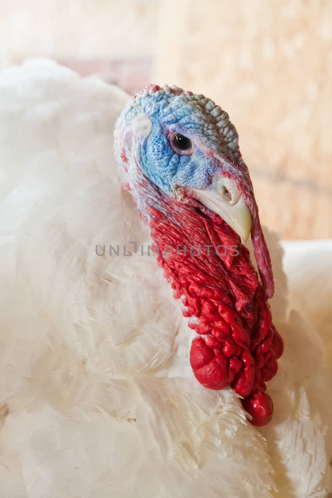 Close-up of a turkey