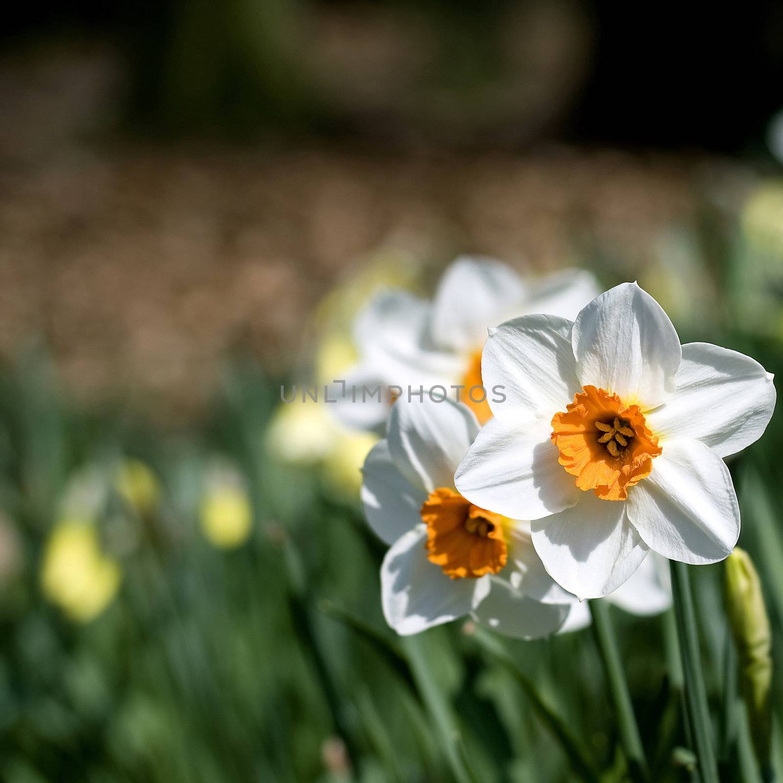 narcissus - spring in the park