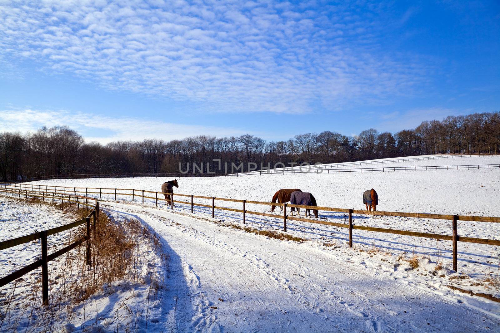 winter pasture with horses by catolla