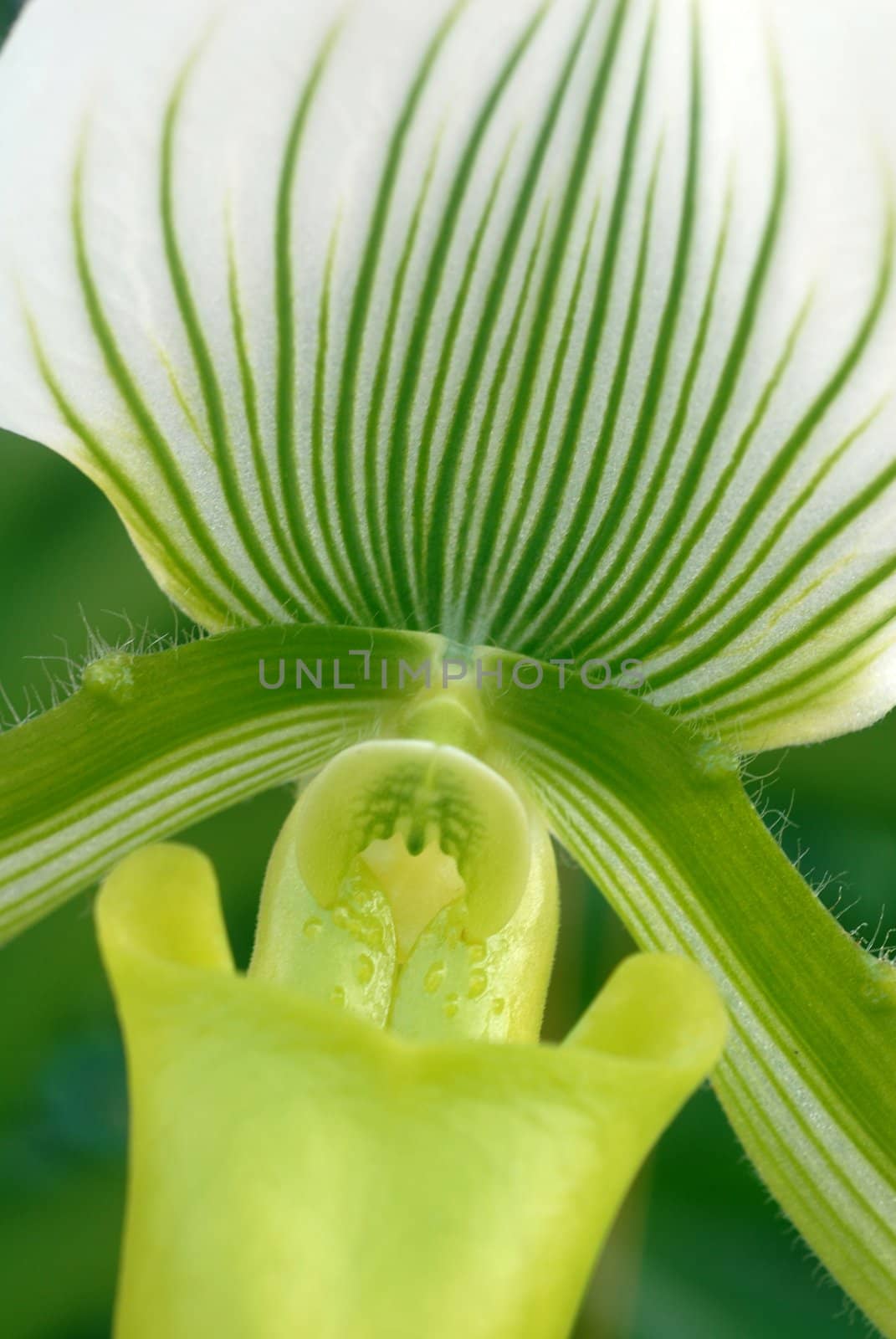 Green White Paphiopedilum callosum maudiae orchid flower in bloom in spring