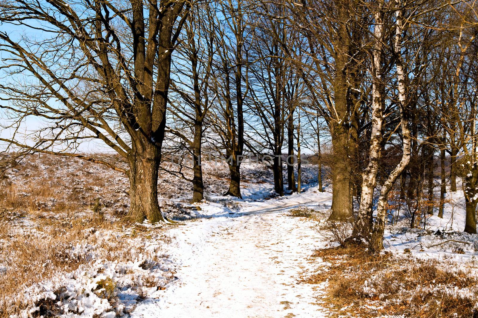 snowy path between the trees in the winter forest