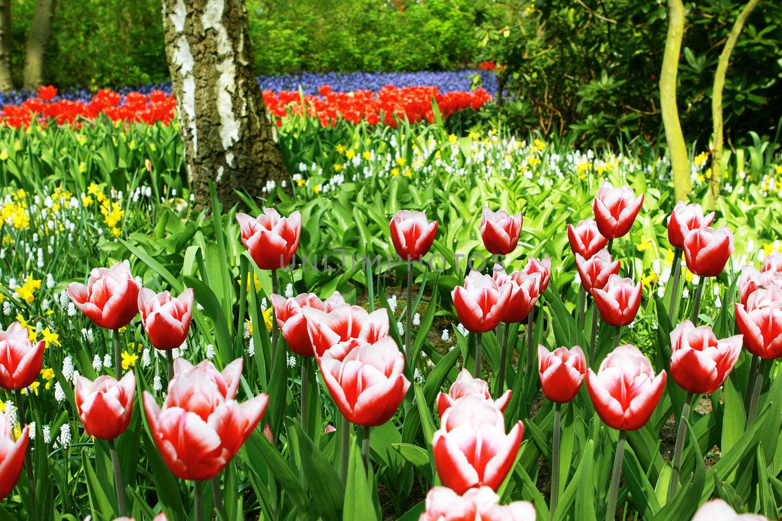 many colorful tulips blossoming in the spring garden