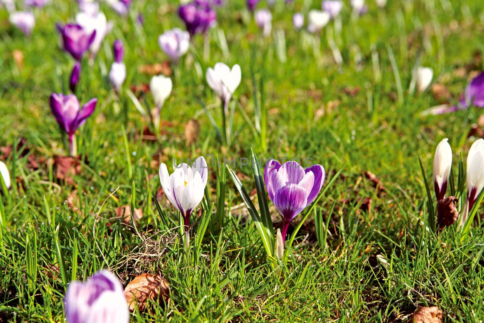 crocuses outdoors by catolla