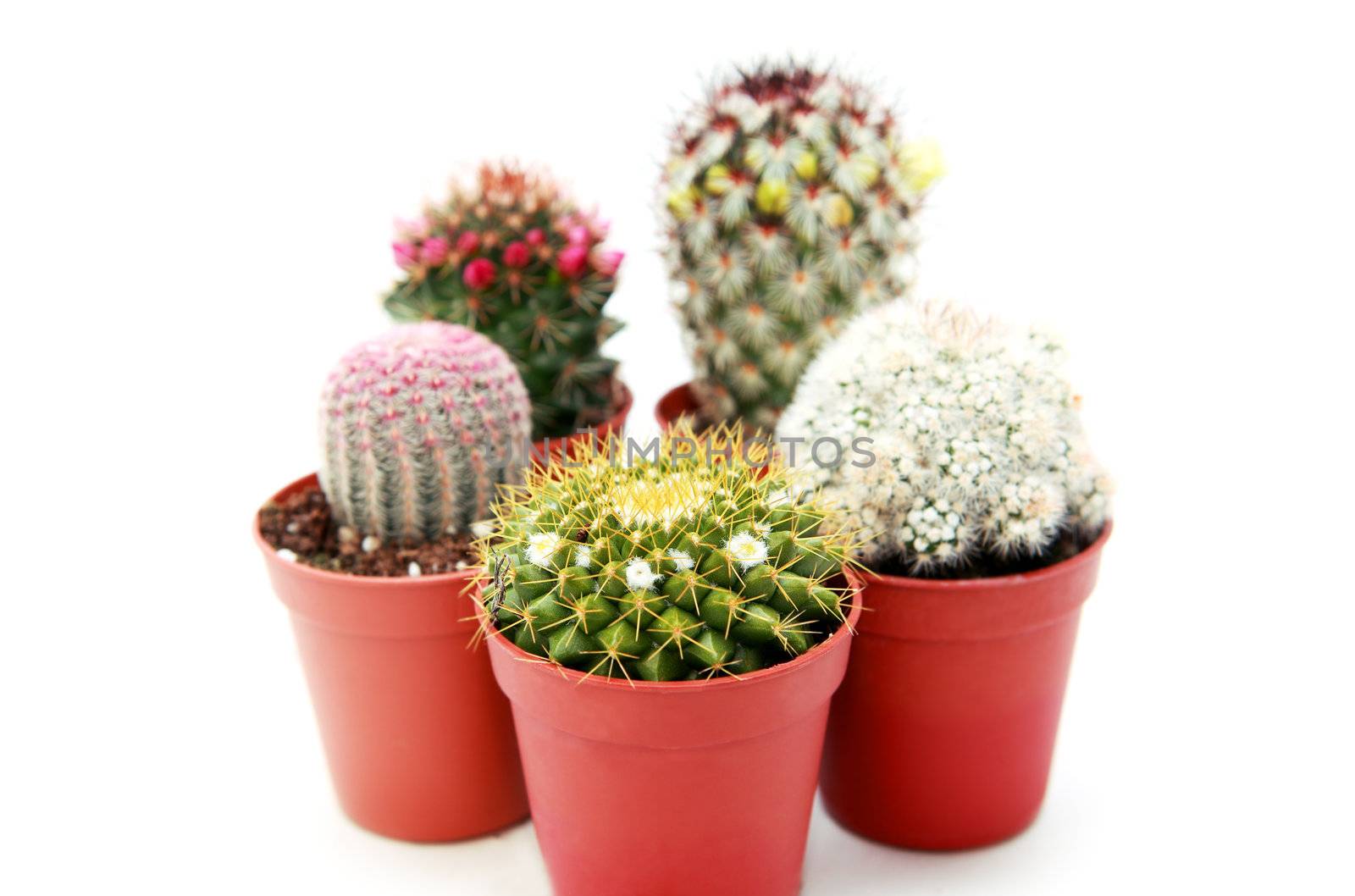 few different beautiful cactuses on white background
