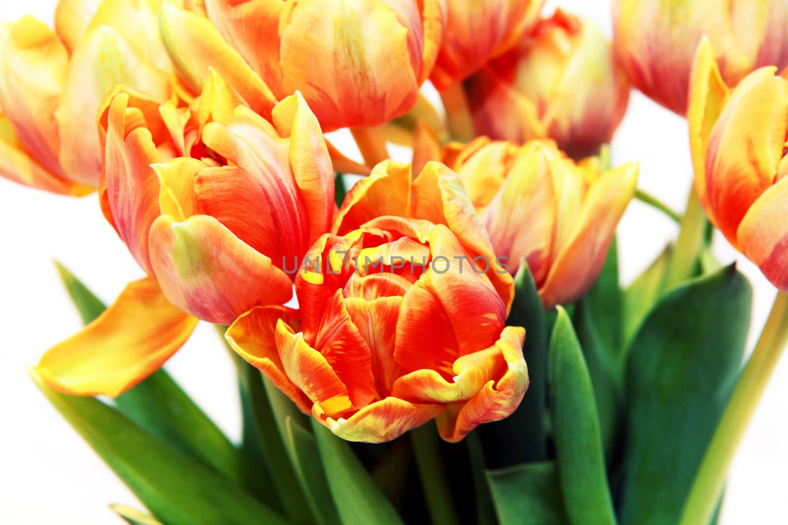 bouquet of fresh red and yellow tulips over white
