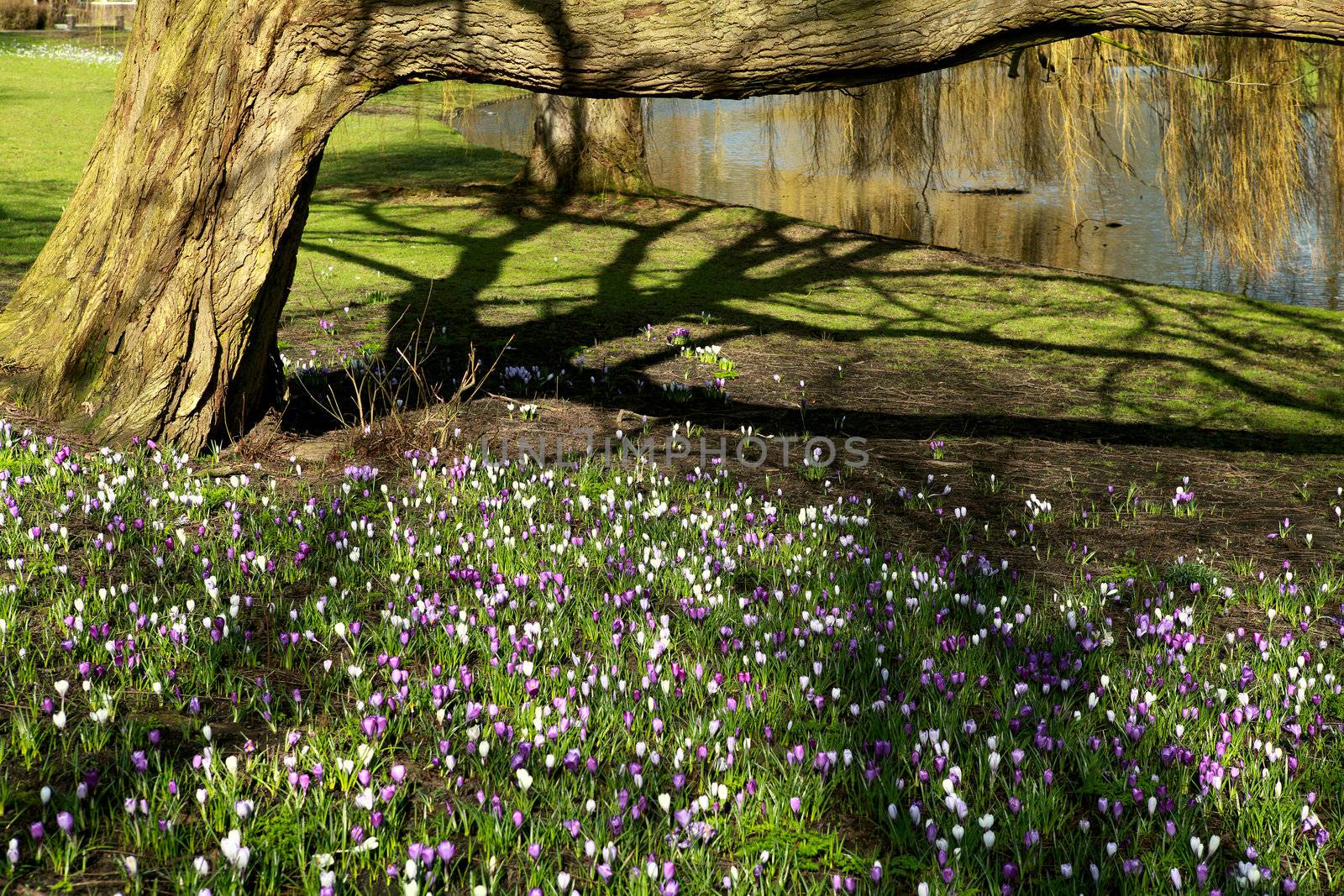 view on tree shadow in the park and many purple crocuses in spring