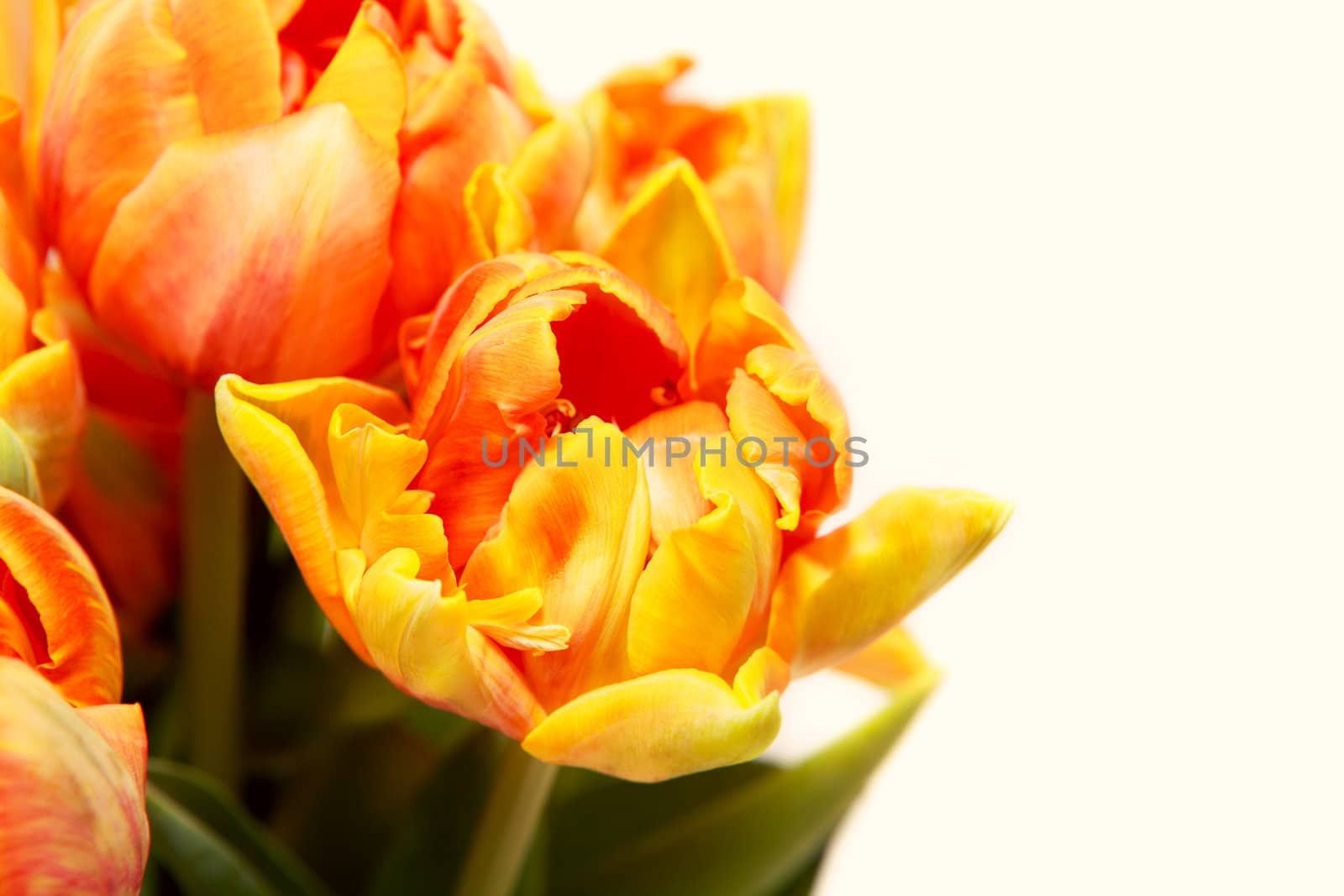 few red anf yellow tulips over white background