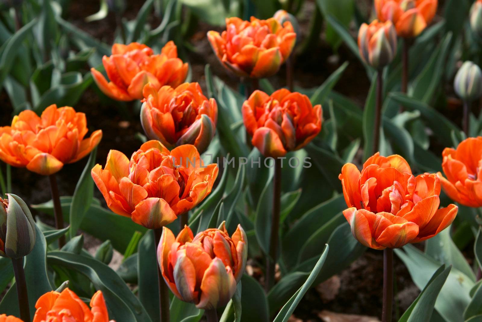 bright orange tulips on the field