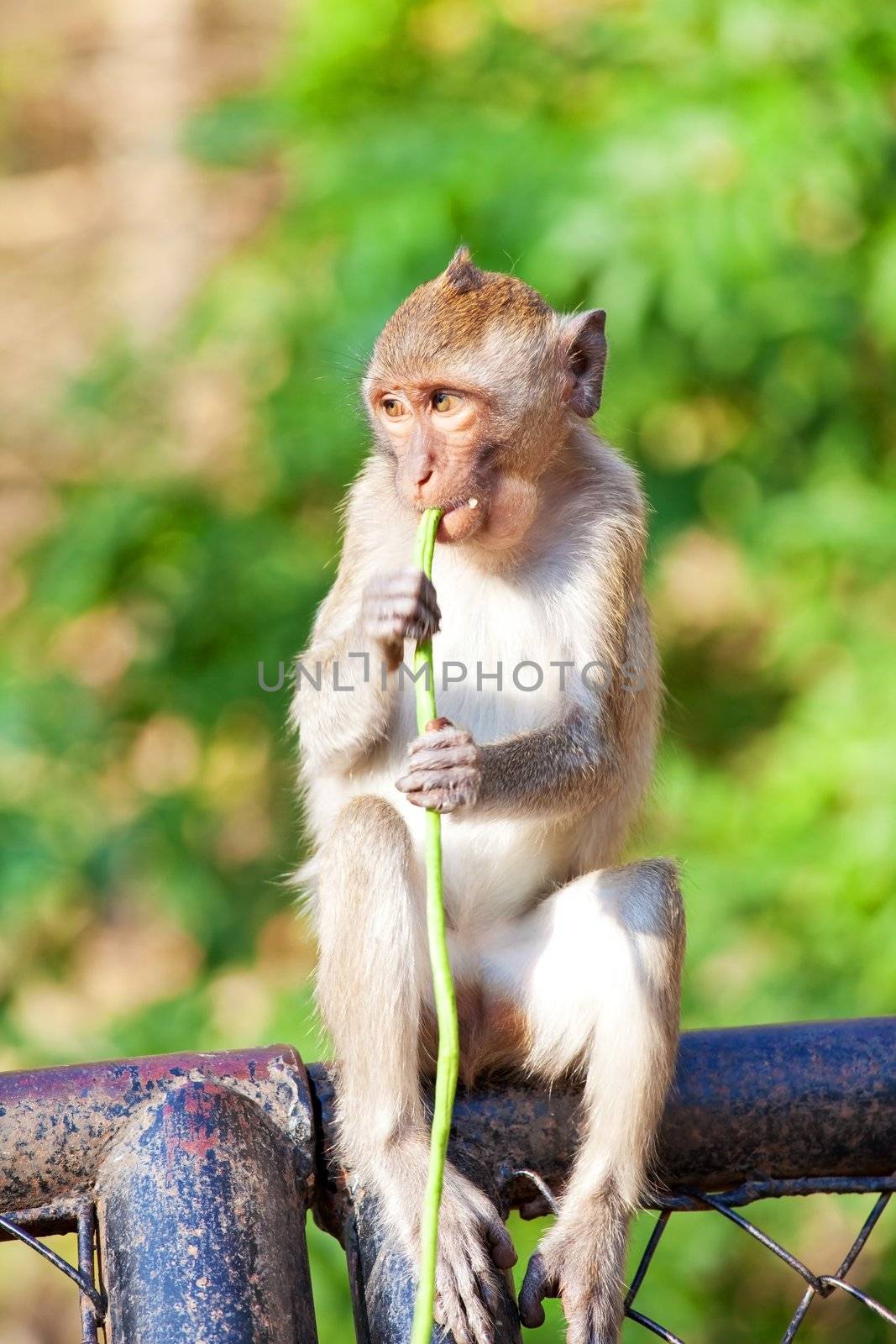little Monkey eating and sitting