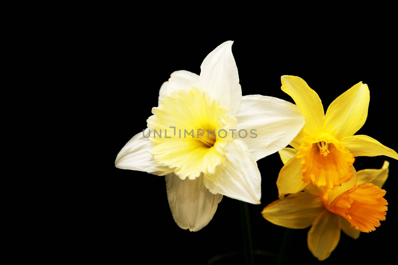 white and yellow narcissus by catolla