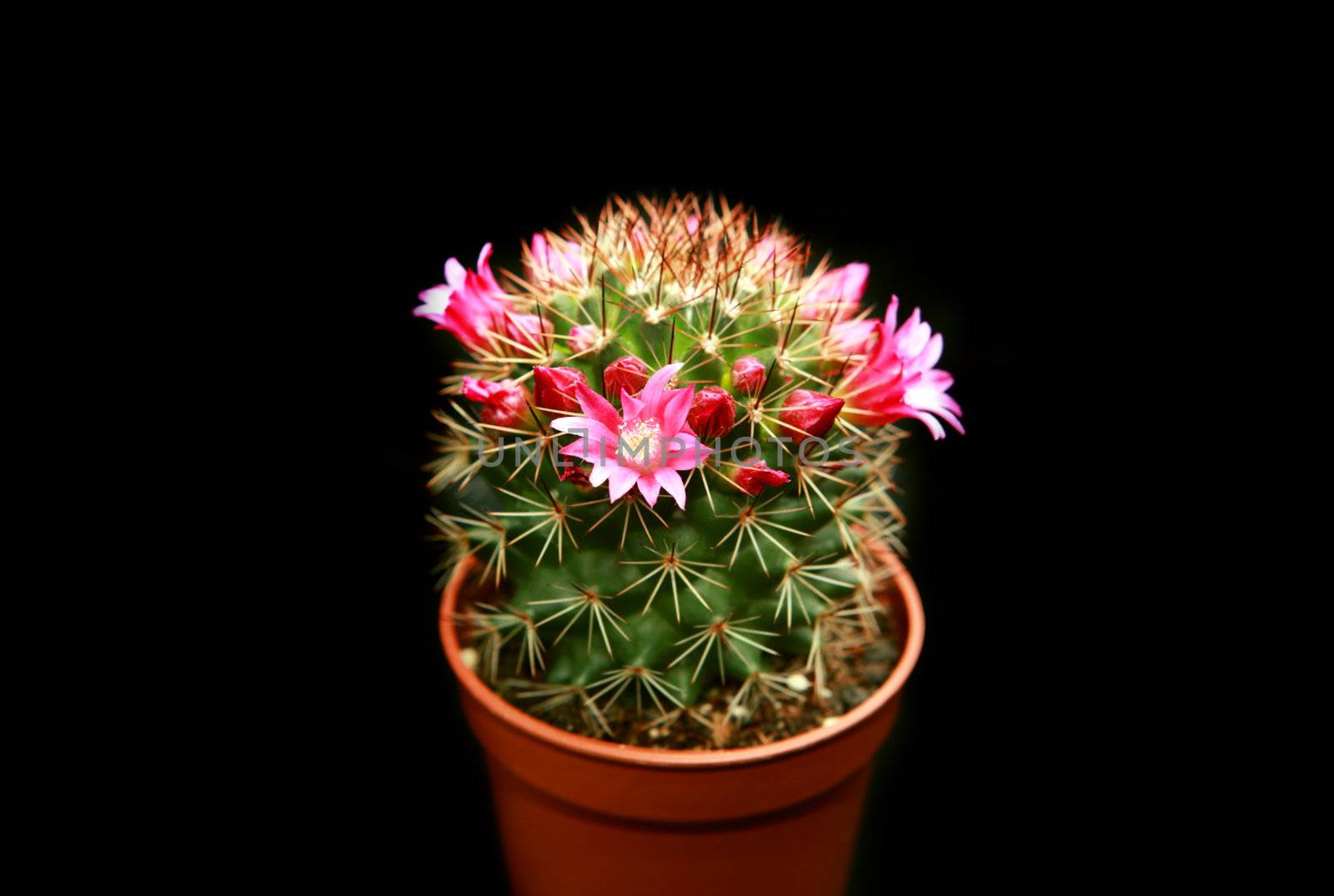 blossoming cactus with purple flowers on black background