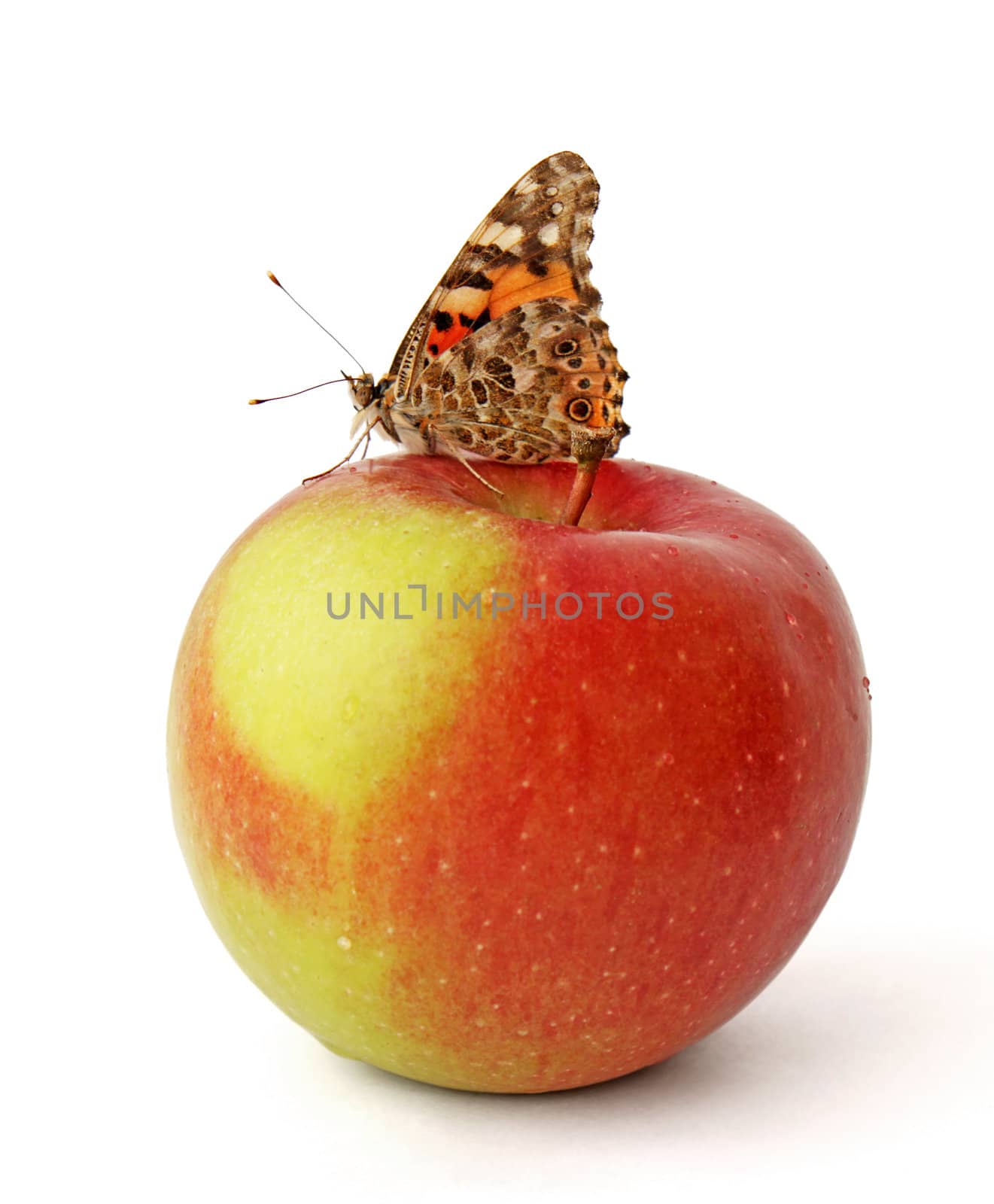 butterfly (Painted Lady) on apple over white