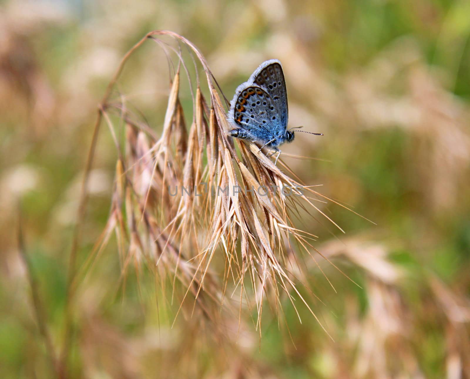 butterfly on a dry rye