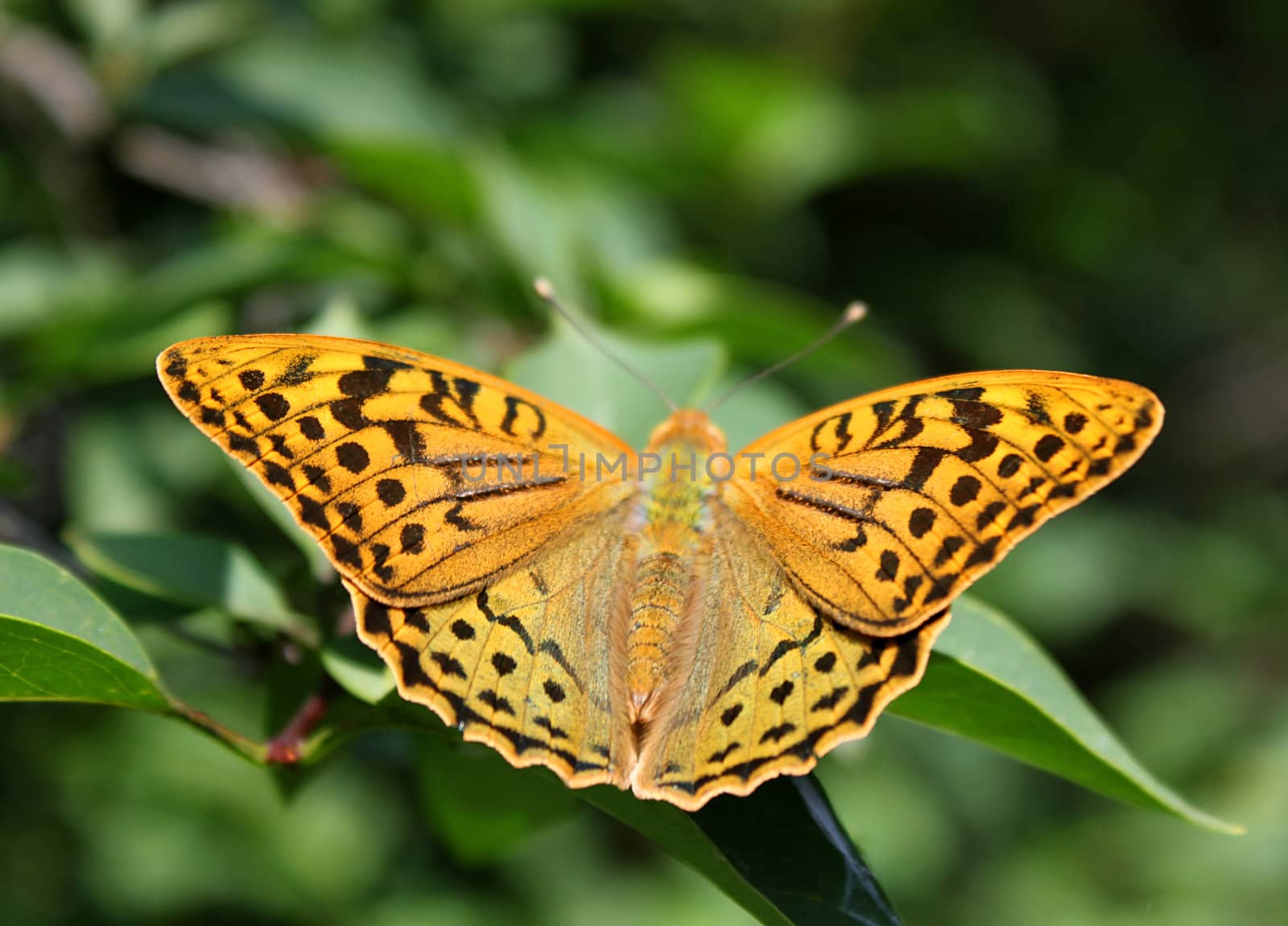 brown butterfly with opened wings