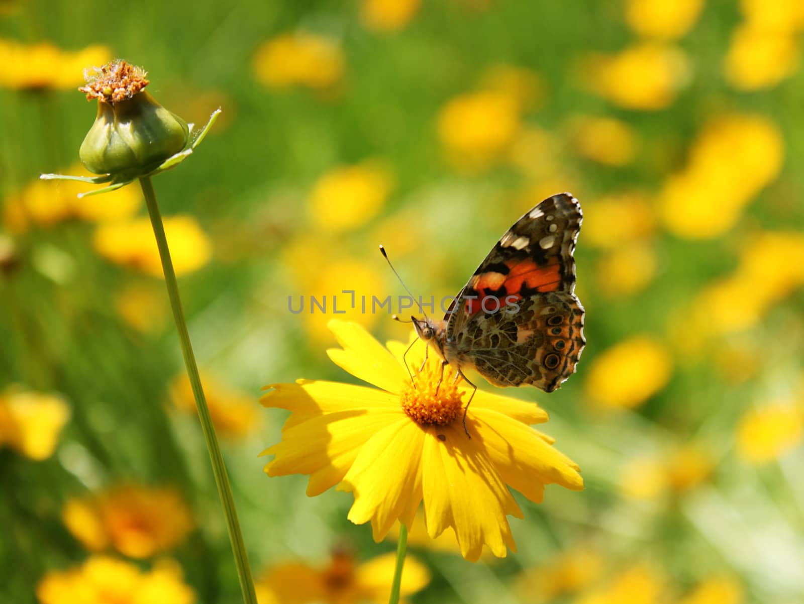 brown butterfly on a flower