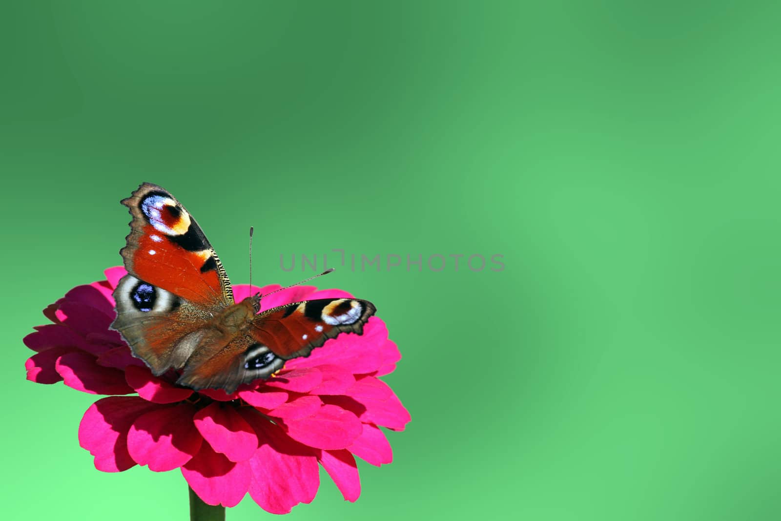 Emerald background with butterfly (european peacock) on flower