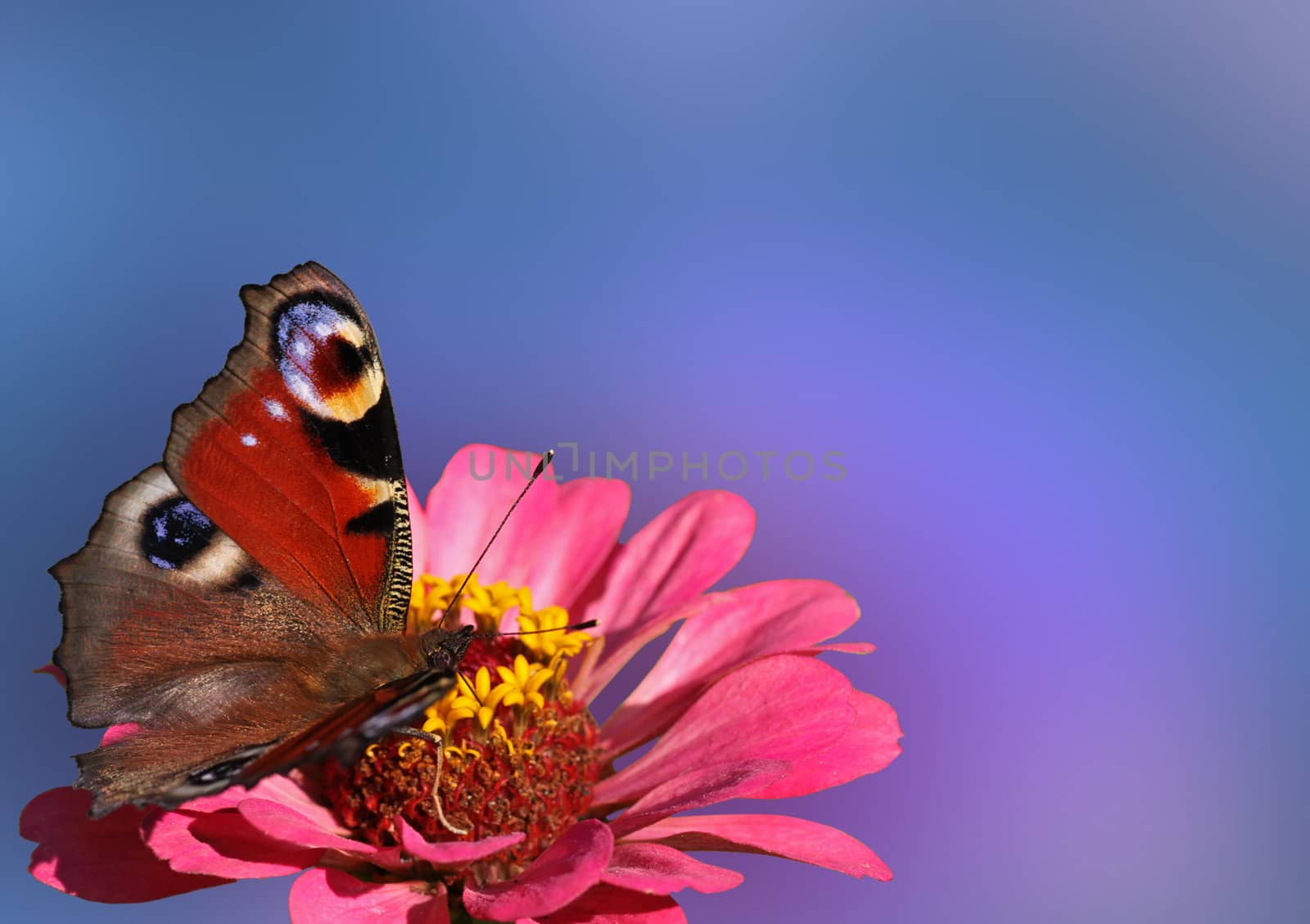 butterfly (european peacock) sitting on flower (zinnia)