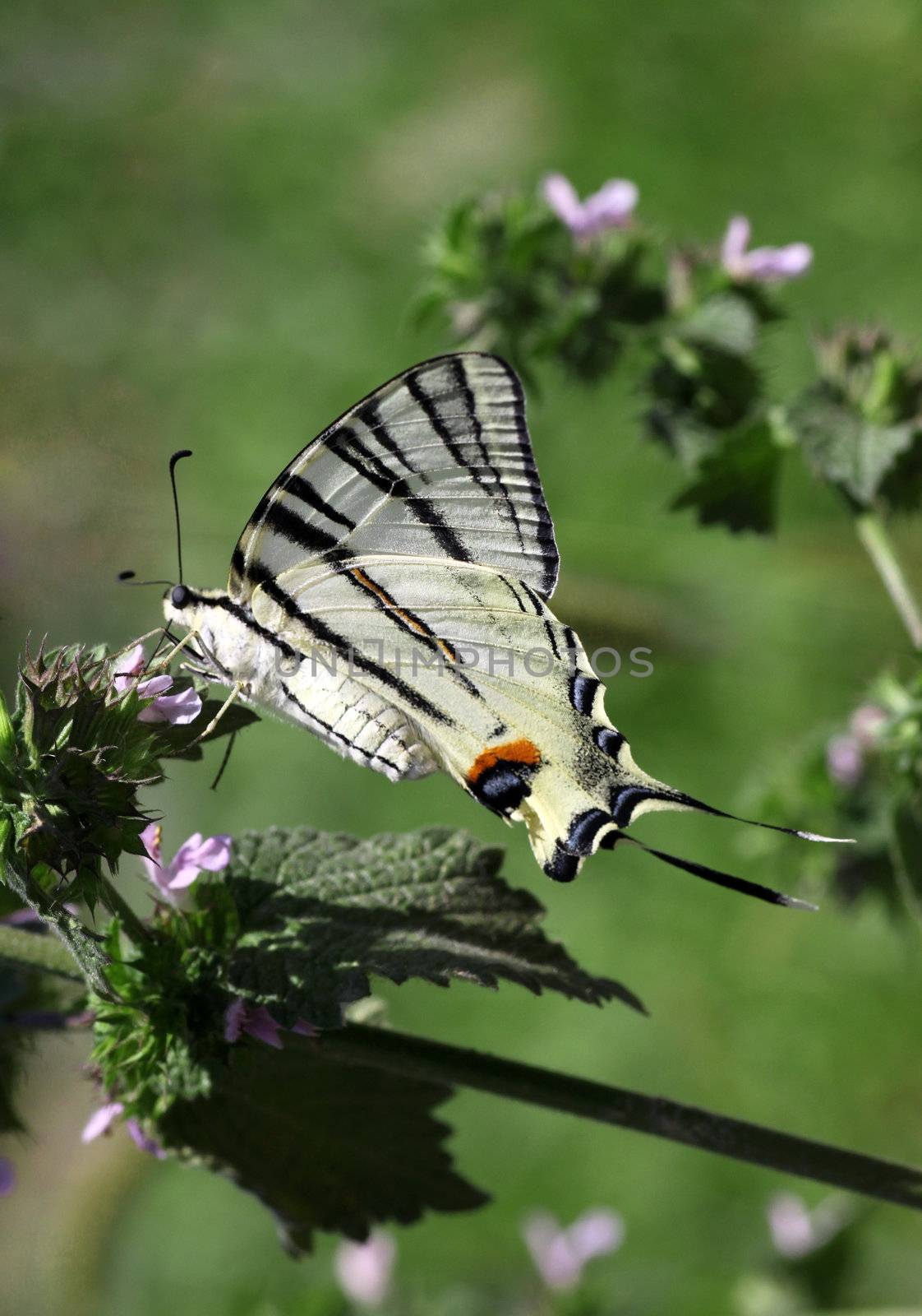 butterfly (Scarce Swallowtail) in a grass